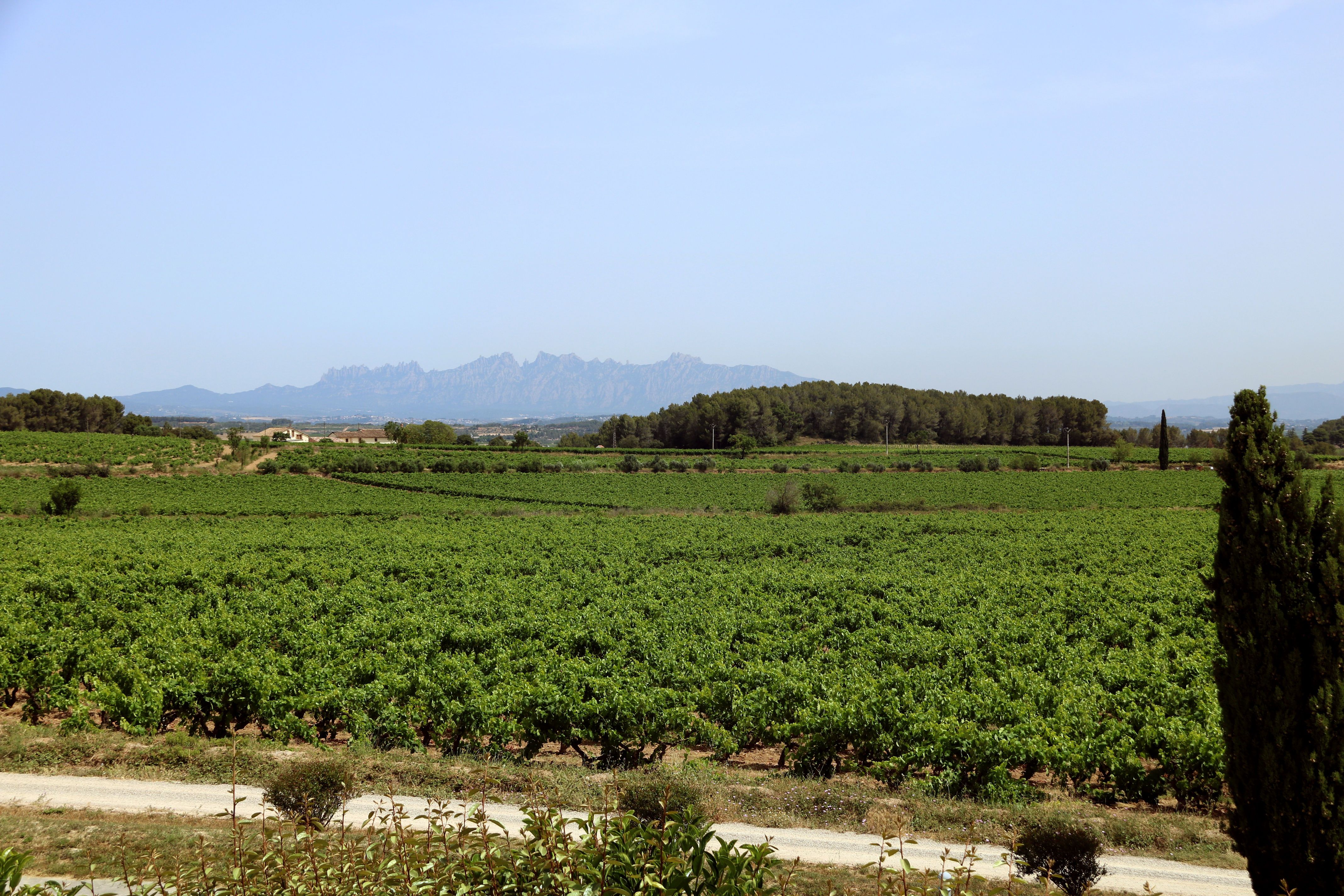 Vinyes del Penedès amb Montserrat al fons | Gemma Sánchez / ACN