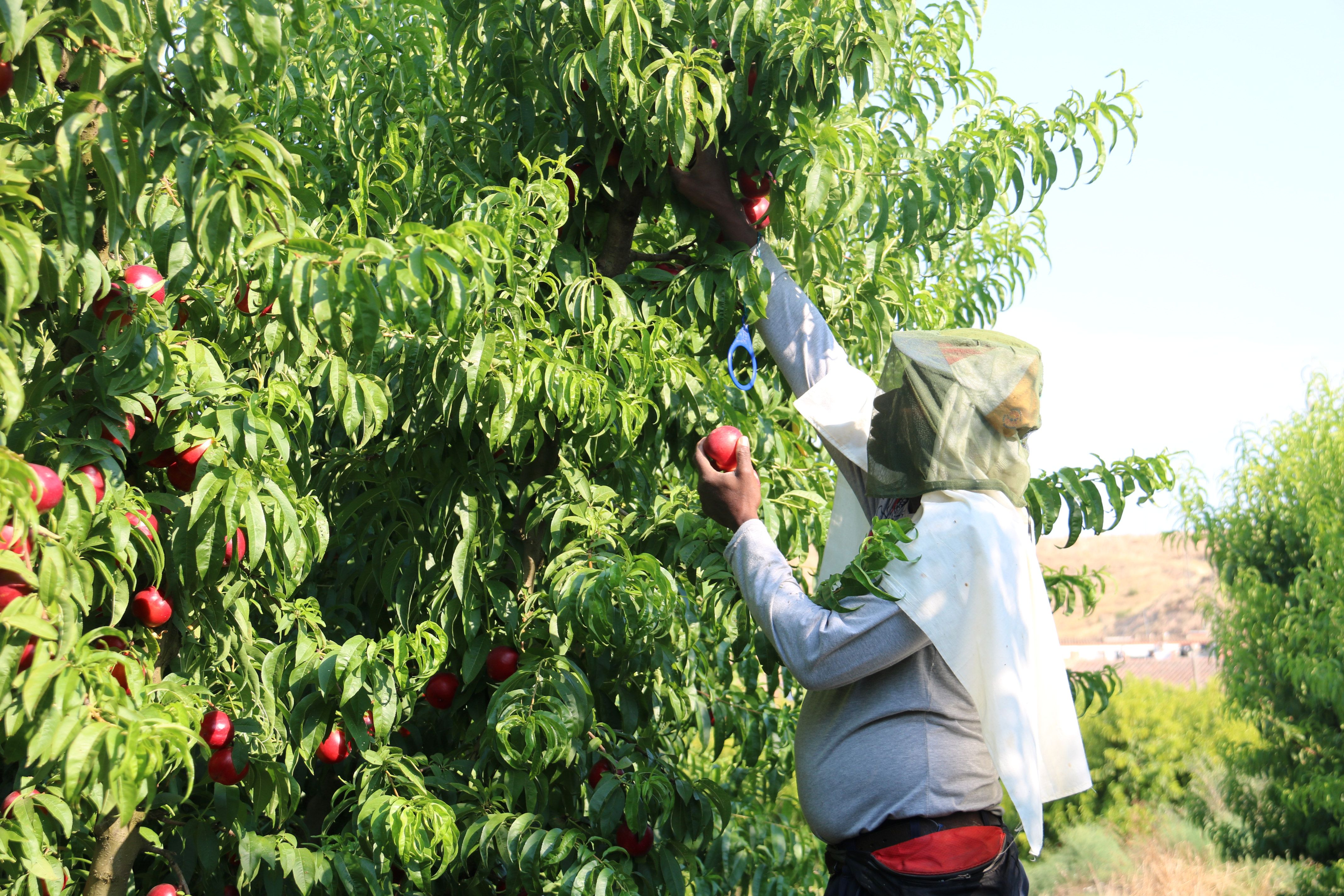 Un temporer cull nectarines en un camp d'Aitona amb màniga llarga i una gorra al cap per protegir-se de la calor i els mosquits | Alba Mor (ACN)