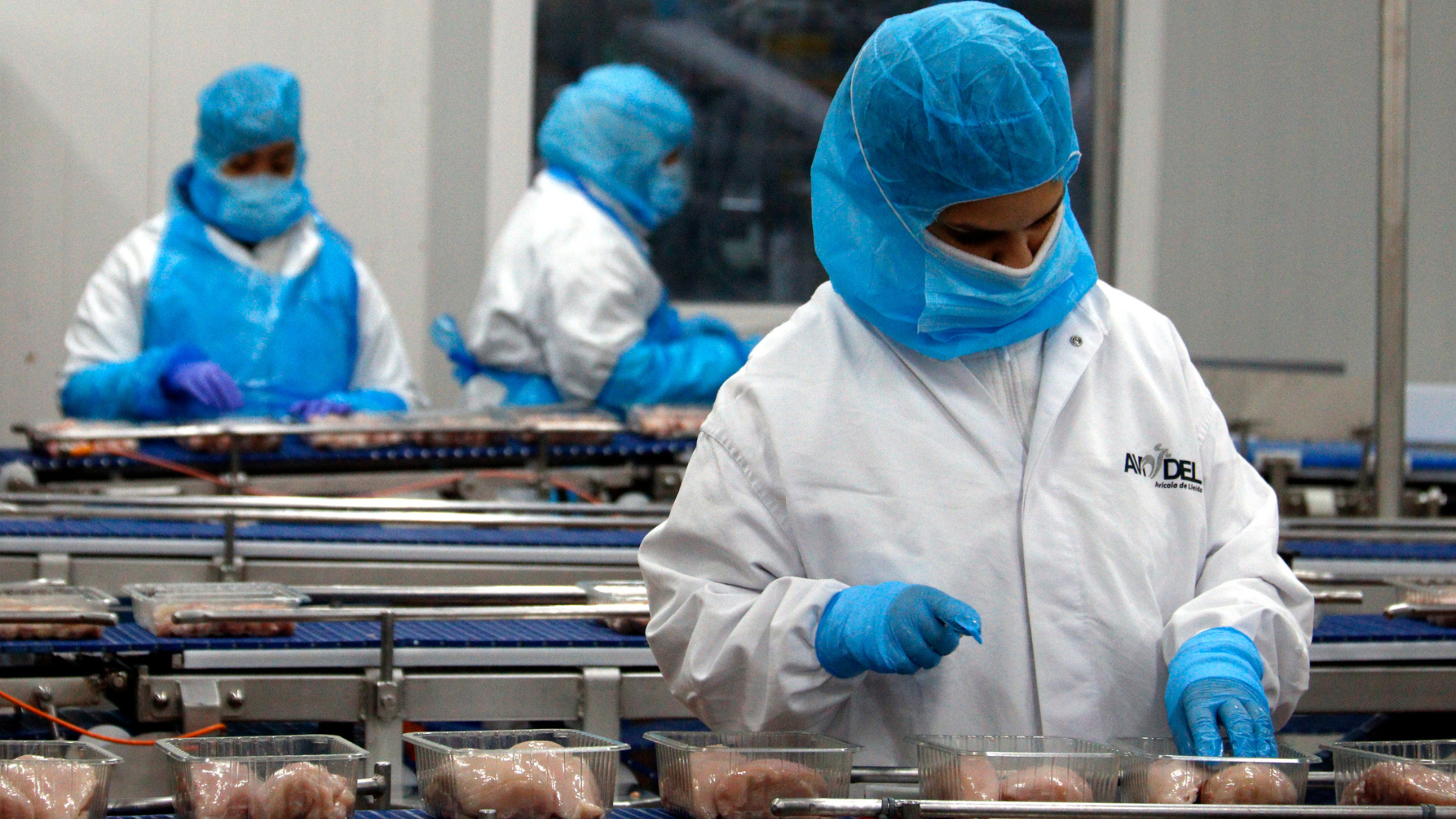 Una trabajadora envasa pechugas de pollo en bandejas en Avidel, del grupo Vall Companys, en Lleida | Roger Segura (ACN) Una trabajadora envasa pechugas de pollo en bandejas en Avidel, del grupo Vall Companys, en Lleida | Roger Segura (ACN)