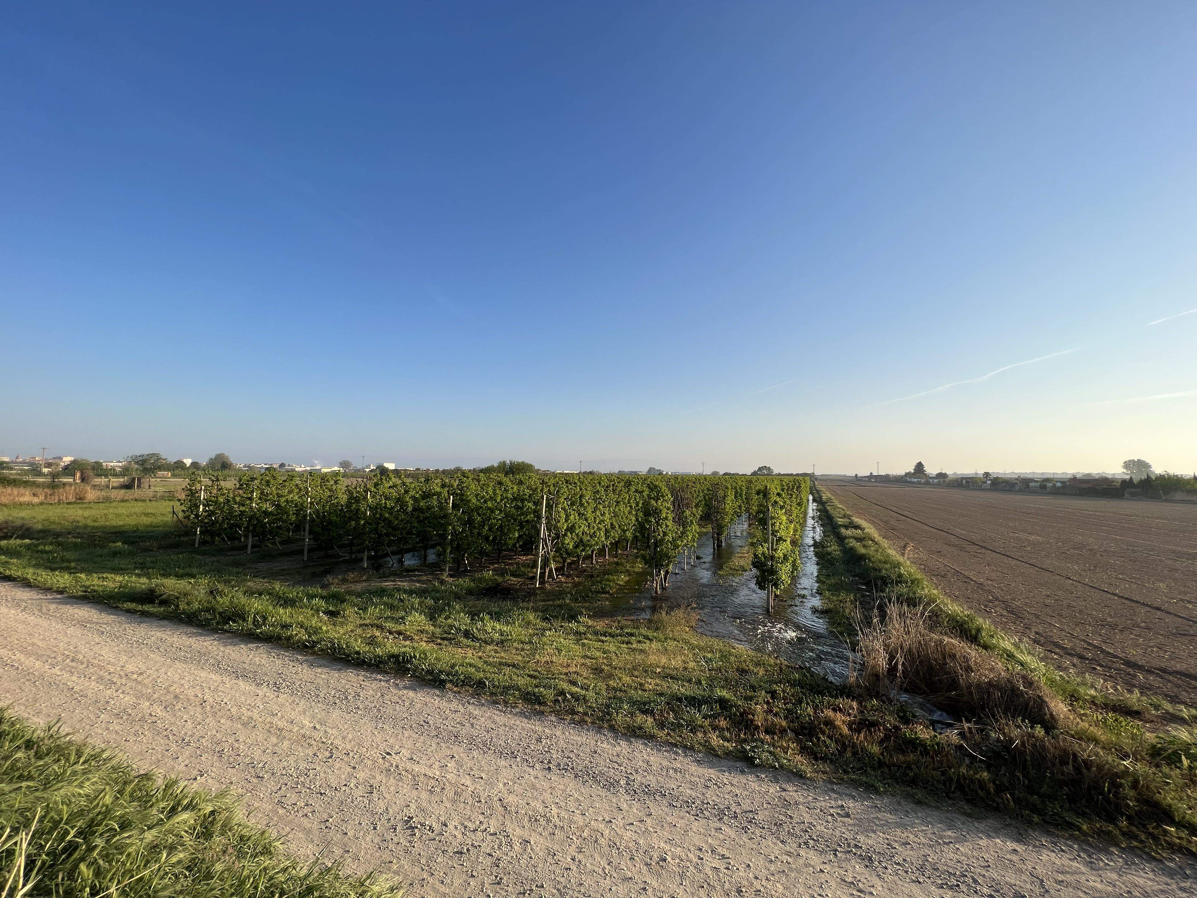 Una finca de fruteros haciendo el último riego de la campaña en el canal de Urgell | ACN 