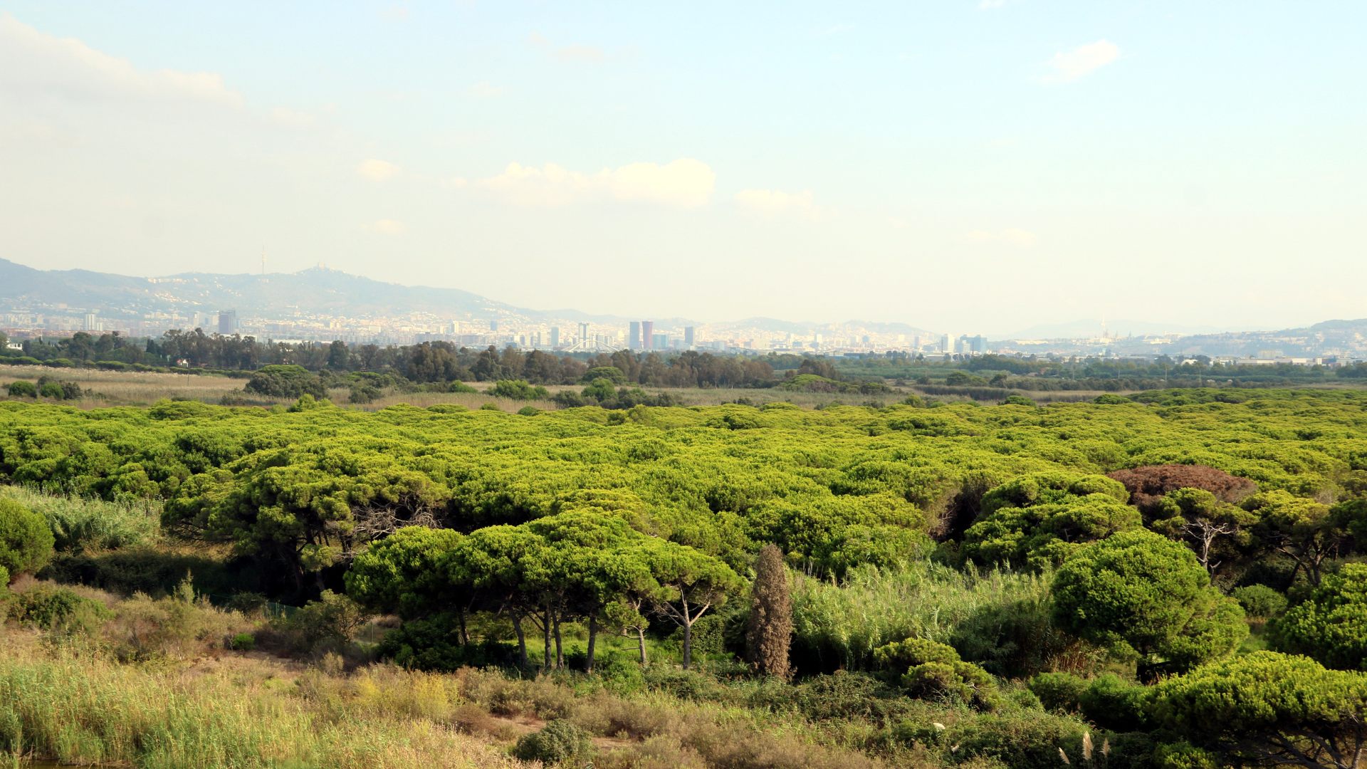 Vista aèria de la finca de la Ricarda al Prat de Llobregat el 9 de setembre de 2021 | Àlex Recolons (ACN)