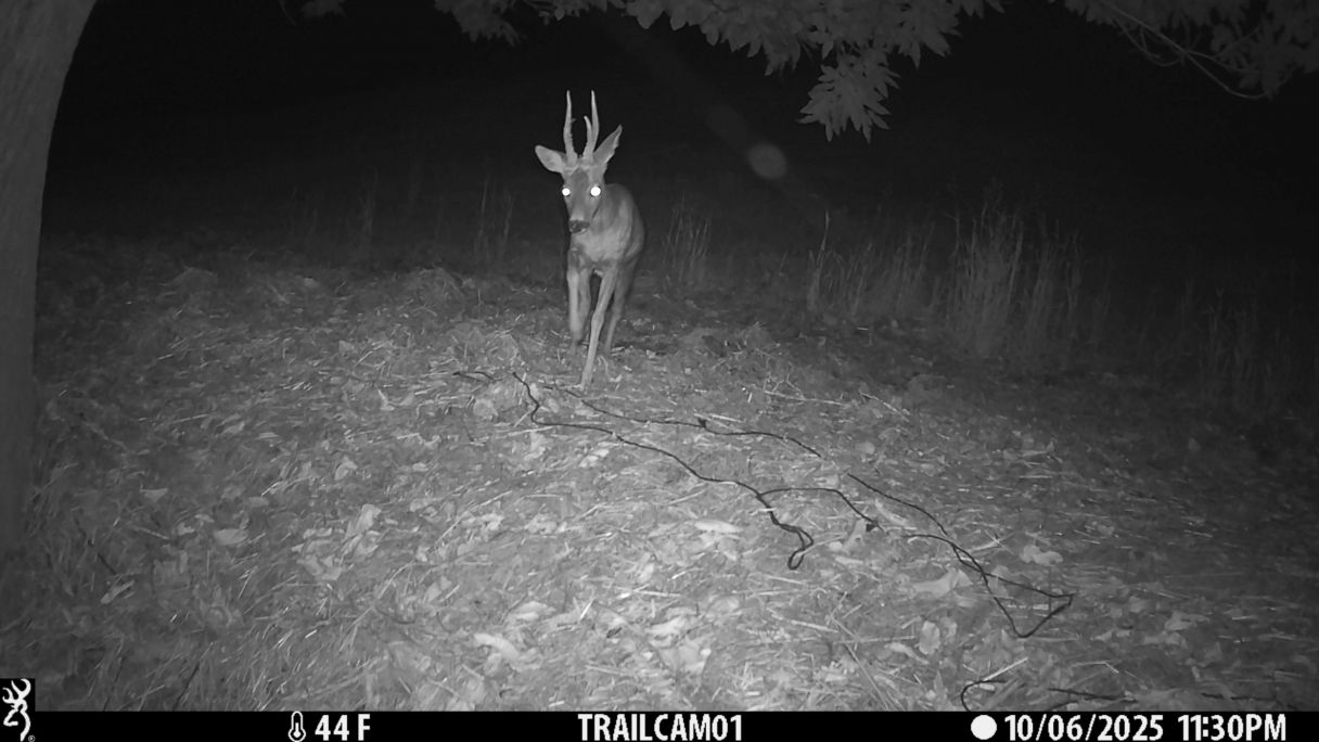 Un cabirol captat per una de les càmeres instal·lades als voltants de l'hotel per preparar la ruta | Cedida Un cabirol captat per una de les càmeres instal·lades als voltants de l'hotel per preparar la ruta | Cedida