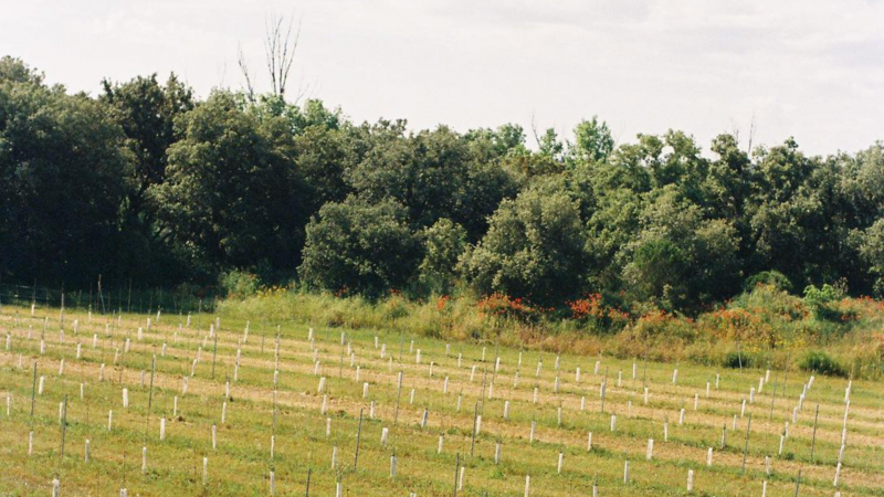 El espacio de trabajo en el campo de Anècdota Rural | Cedida El espacio de trabajo en el campo de Anècdota Rural | Cedida