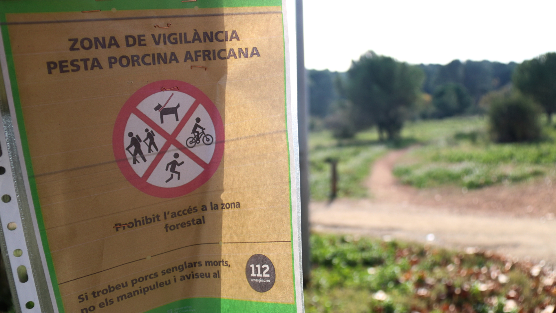 Un cartell informatiu alerta que el torrent de Llaceres, a Sant Cugat del Vallès, és una zona de vigilància de la pesta porcina africana | ACN