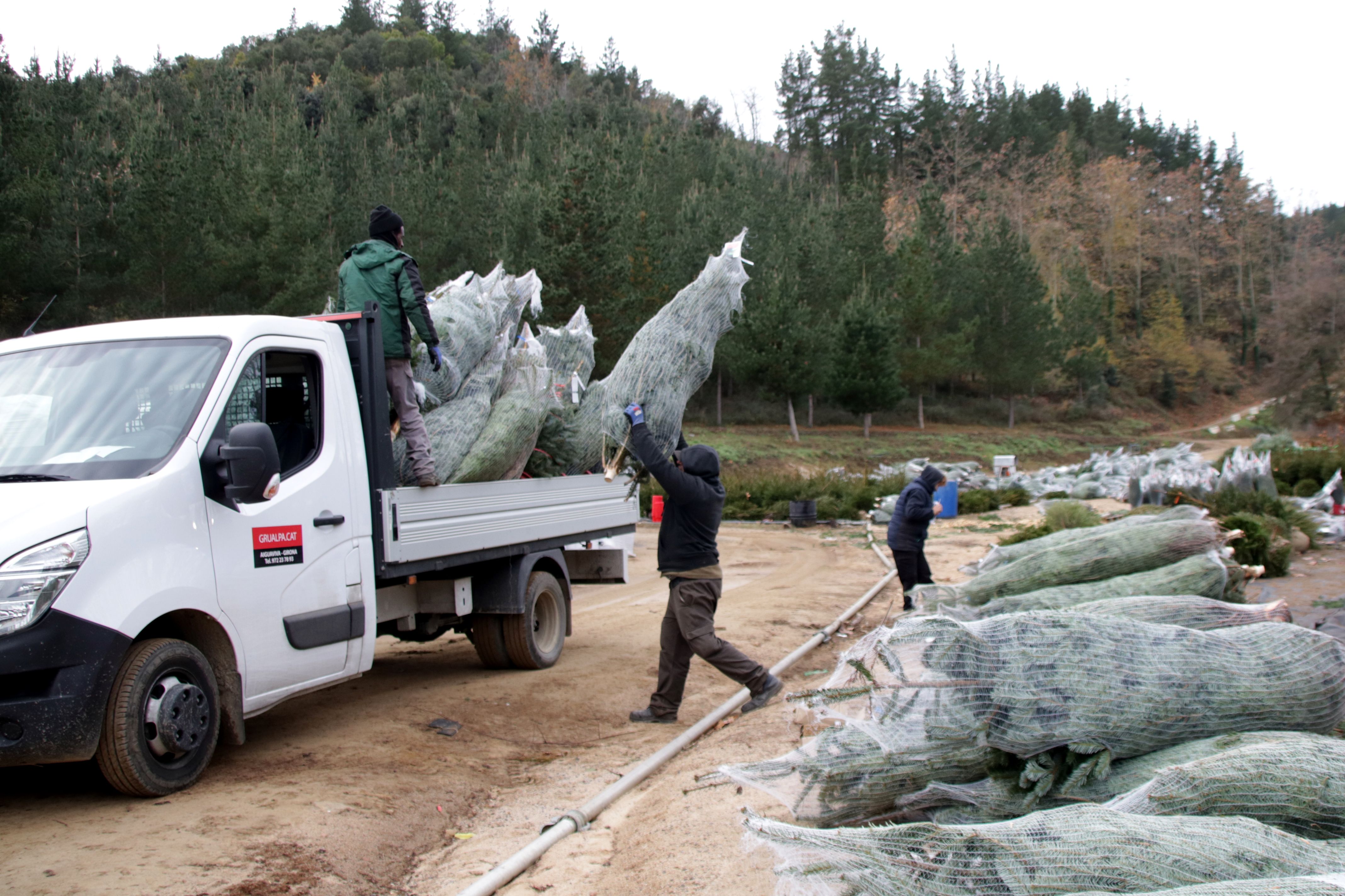 Un trabajador cargando un abeto a la furgoneta en Sant Hilari Sacalm | Berta Artigas Fontàs (ACN) Un trabajador cargando un abeto a la furgoneta en Sant Hilari Sacalm | Berta Artigas Fontàs (ACN)