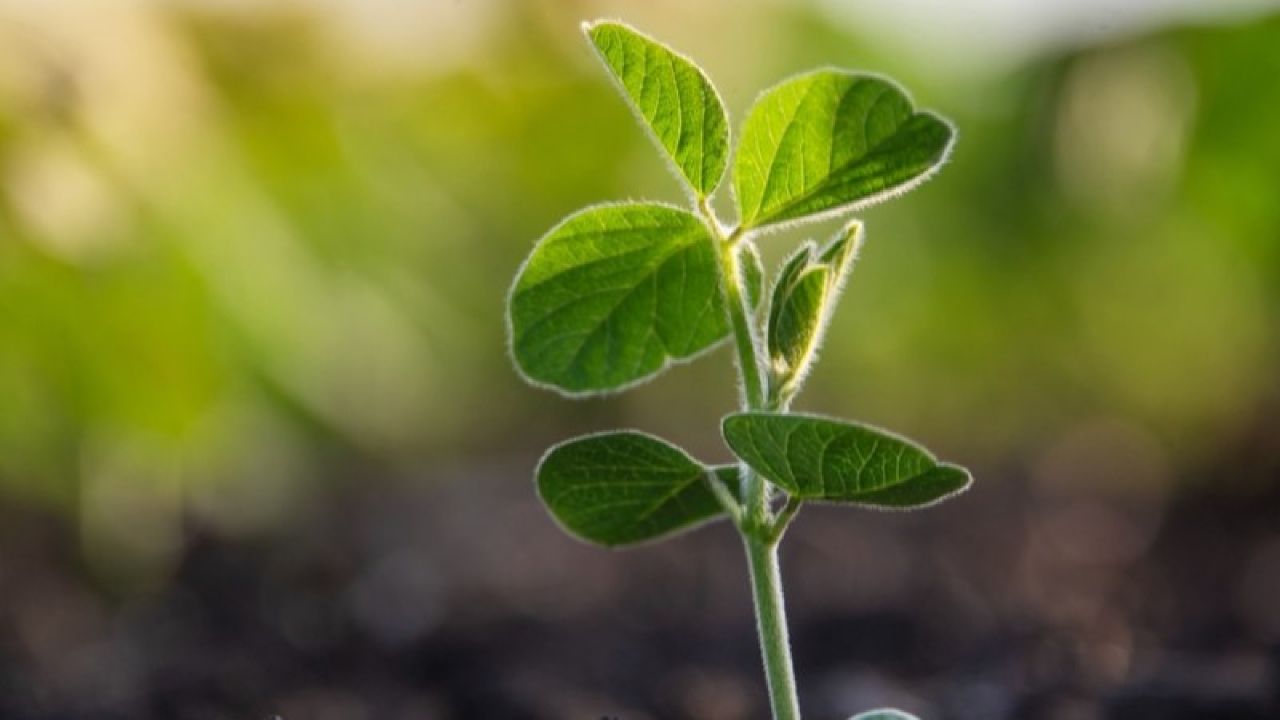 Planta silvestre | Cedida pel Departament d'Agricultura