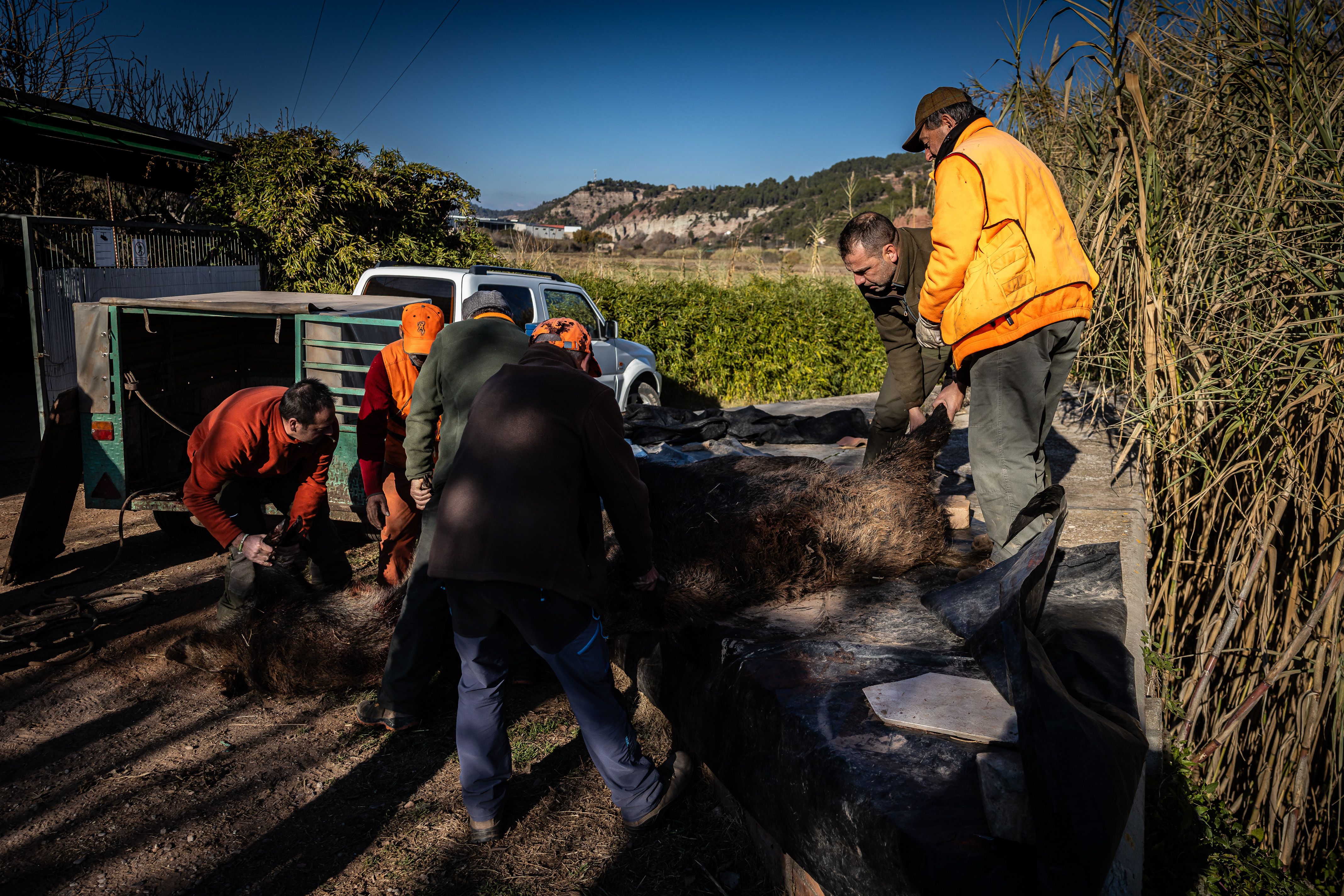 Els caçadors recullen els exemplars abatuts | Jordi Borràs (ACN)