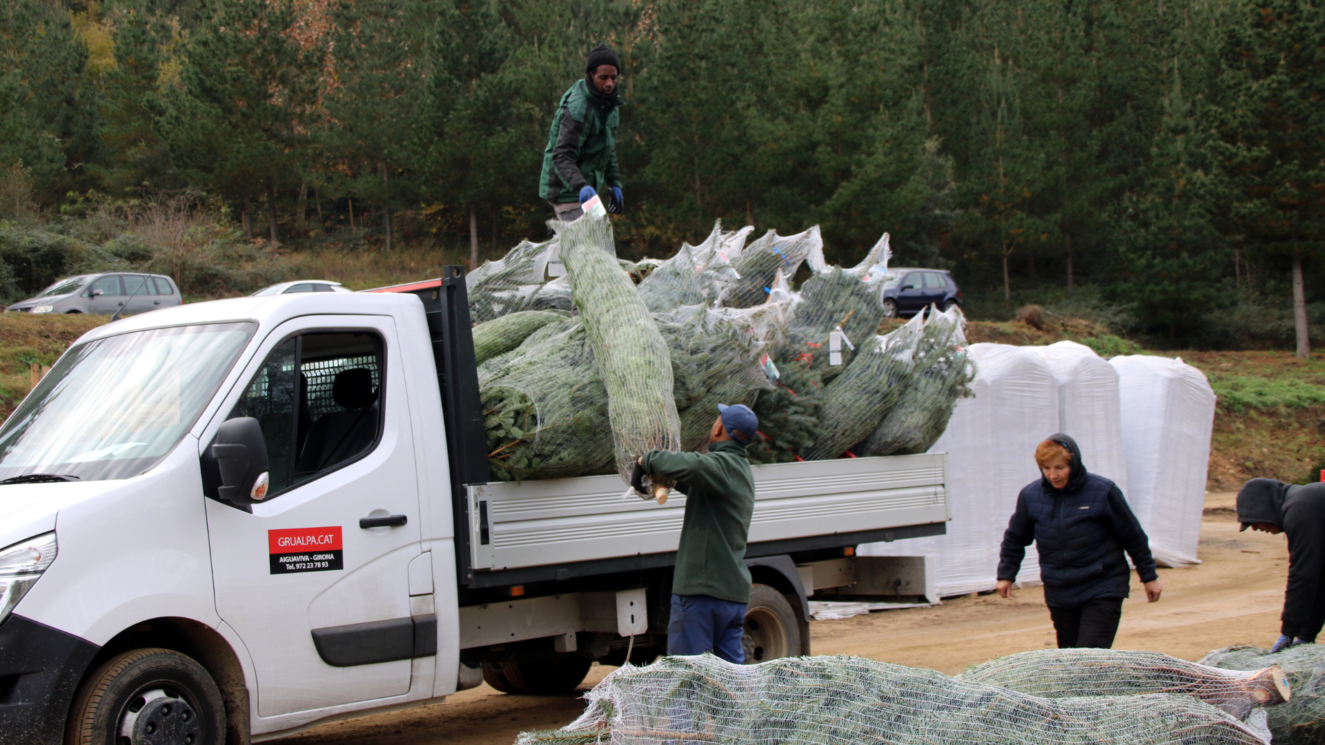 Dos treballadors carreguen un avet a la furgoneta | Berta Artigas Fontàs (ACN)
