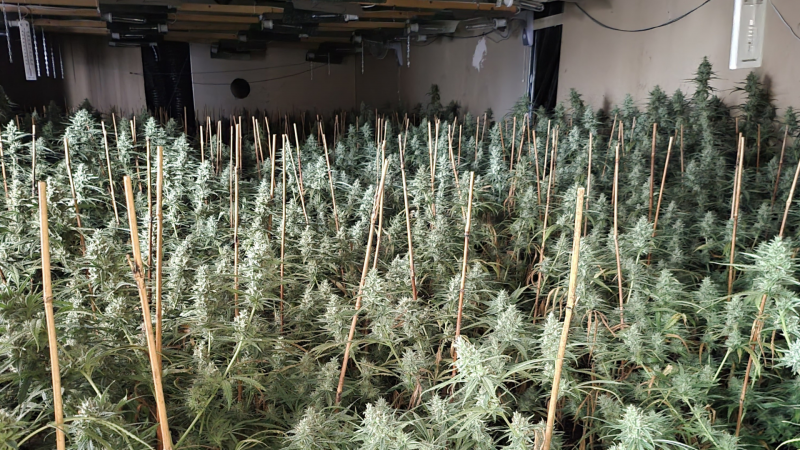 Plantación de marihuana que consumía electricidad de manera irregular, detectado gracias a herramientas de monitorización | Cedida Plantación de marihuana que consumía electricidad de manera irregular, detectado gracias a herramientas de monitorización | Cedida