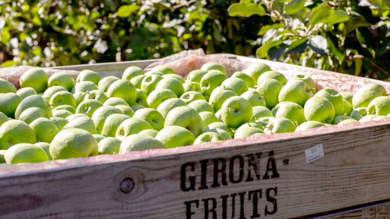 Manzanas de la cooperativa Girona Fruits, proveedora de Mercadona | Cedida Manzanas de la cooperativa Girona Fruits, proveedora de Mercadona | Cedida