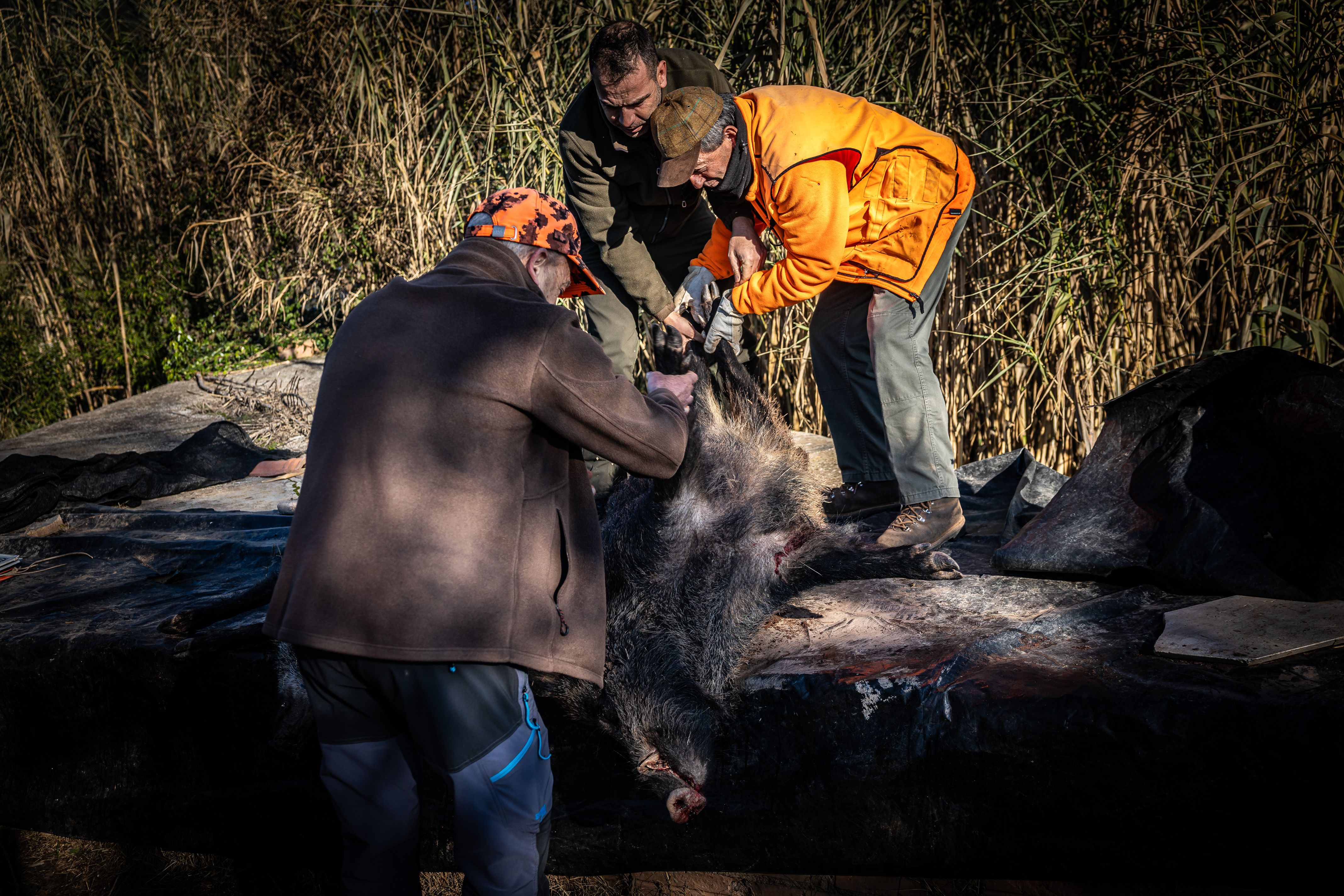 Els caçadors traslladen un dels exemplars de porc senglar abatuts | Jordi Borràs (ACN)