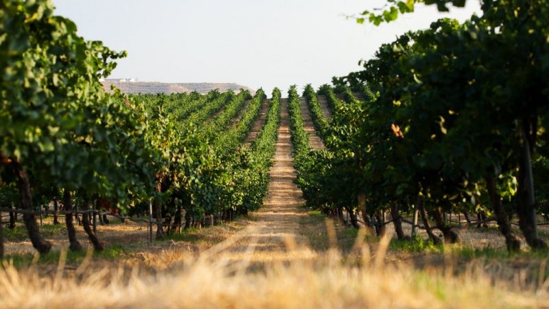 Paisatge de vinyes de Raventós Codorníu | Cedida