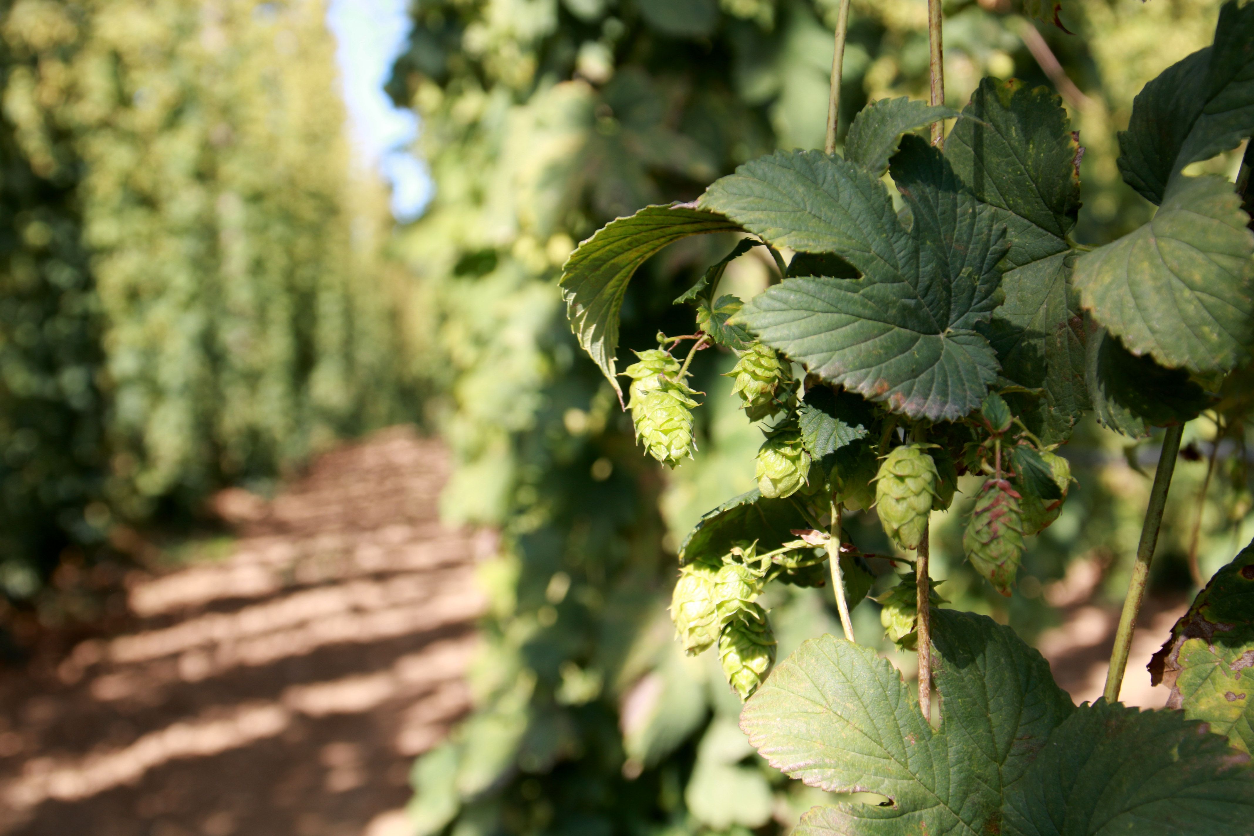 Plantas de lúpulo en uno de los campos de Prades | Mar Rovira (ACN)