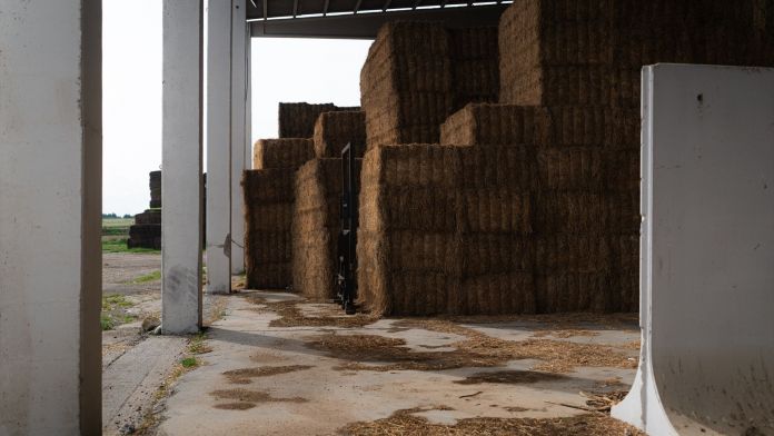 Un magatzem d'alfals a Alcarràs | Lorena Sopena (Europa Press)