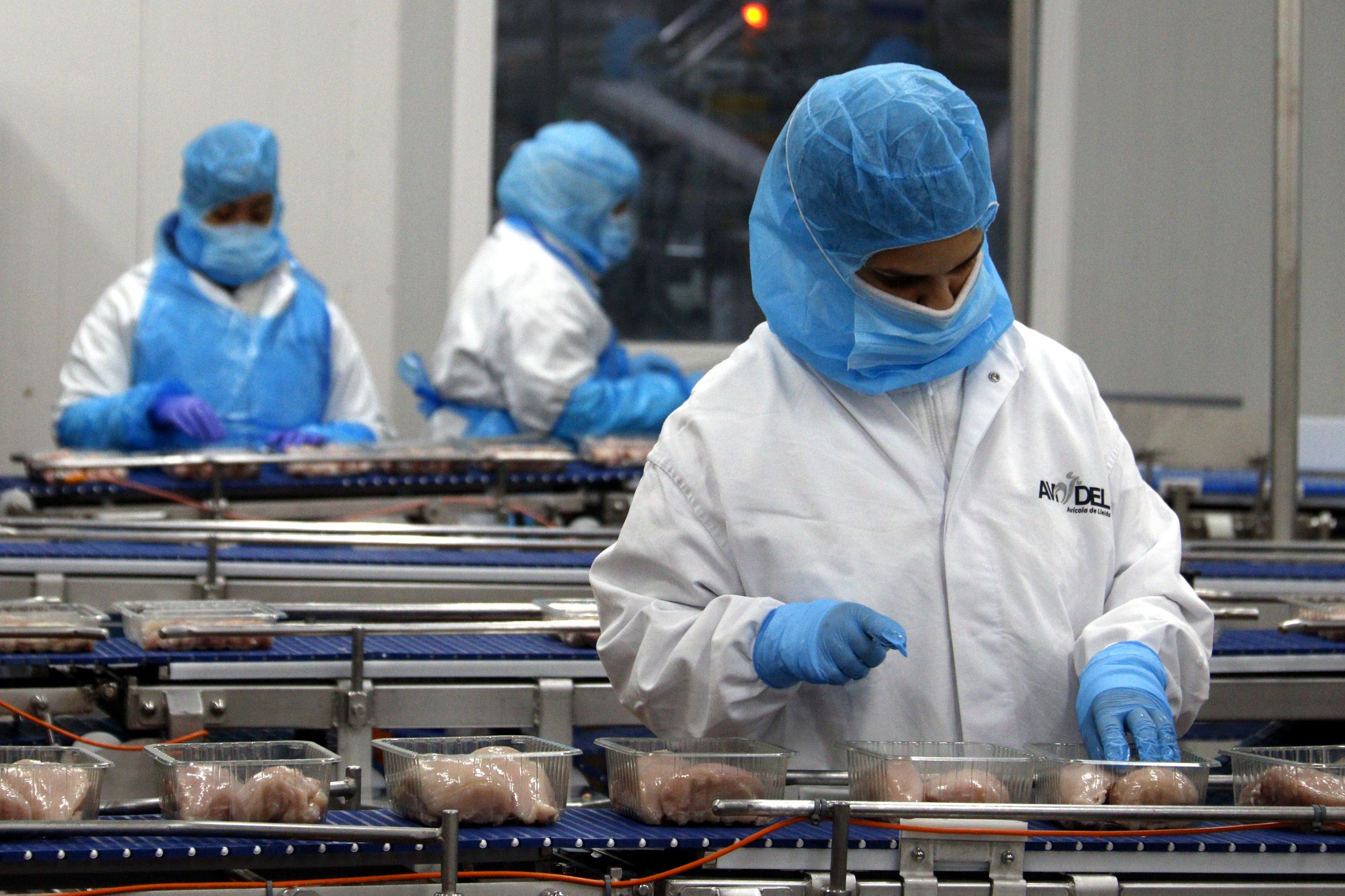 Una treballadora envasa pits de pollastre en safates a l'escorxador Avidel, del grup Vall Companys, a Lleida| Roger Segura (ACN)