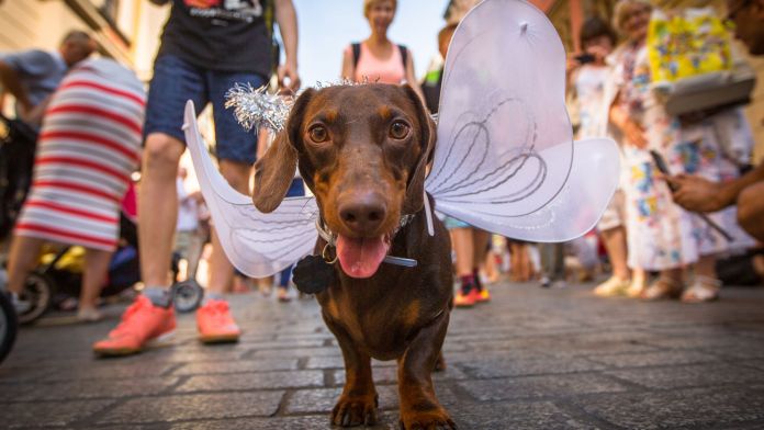Un gos de raça 'teckel' en l'anual desfilada Marsz Jamników | iStock Un gos de raça 'teckel' en l'anual desfilada Marsz Jamników | iStock