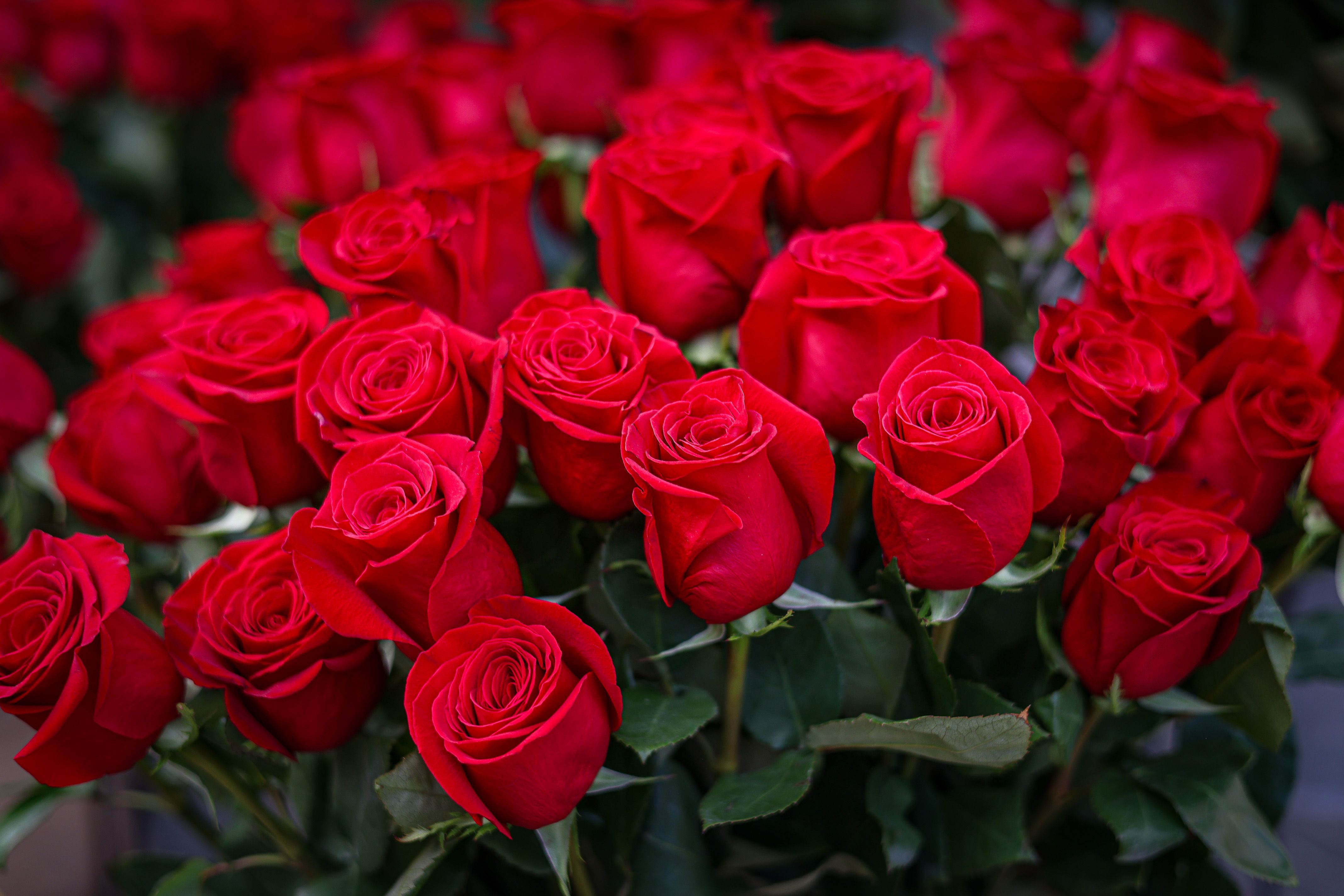 Roses en una parada per Sant Jordi | Jordi Borràs (ACN)