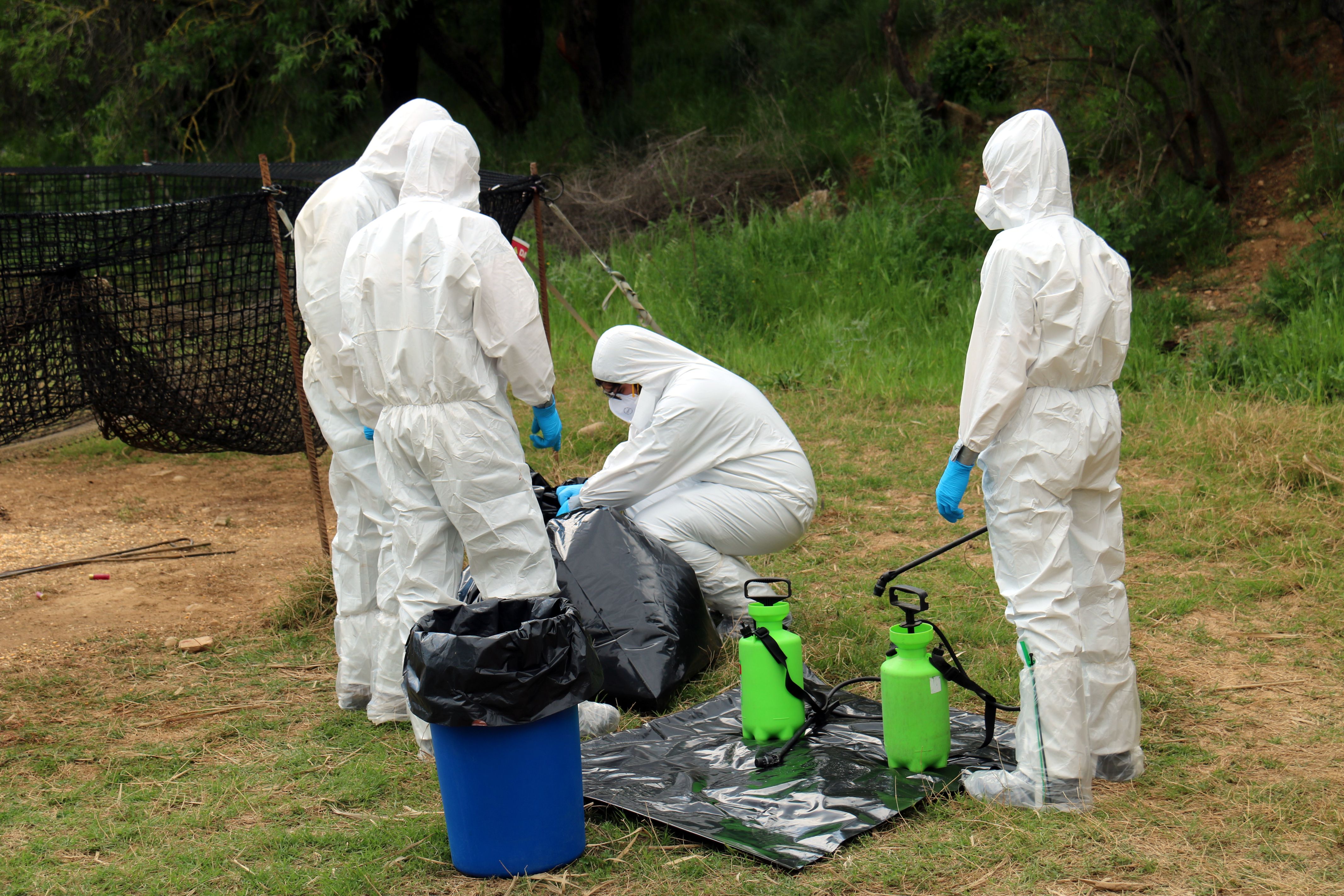 Els Agents Rurals i les ADF recullen el porc abatut en una zona afectada per la PPA | Nia Escolà (ACN)