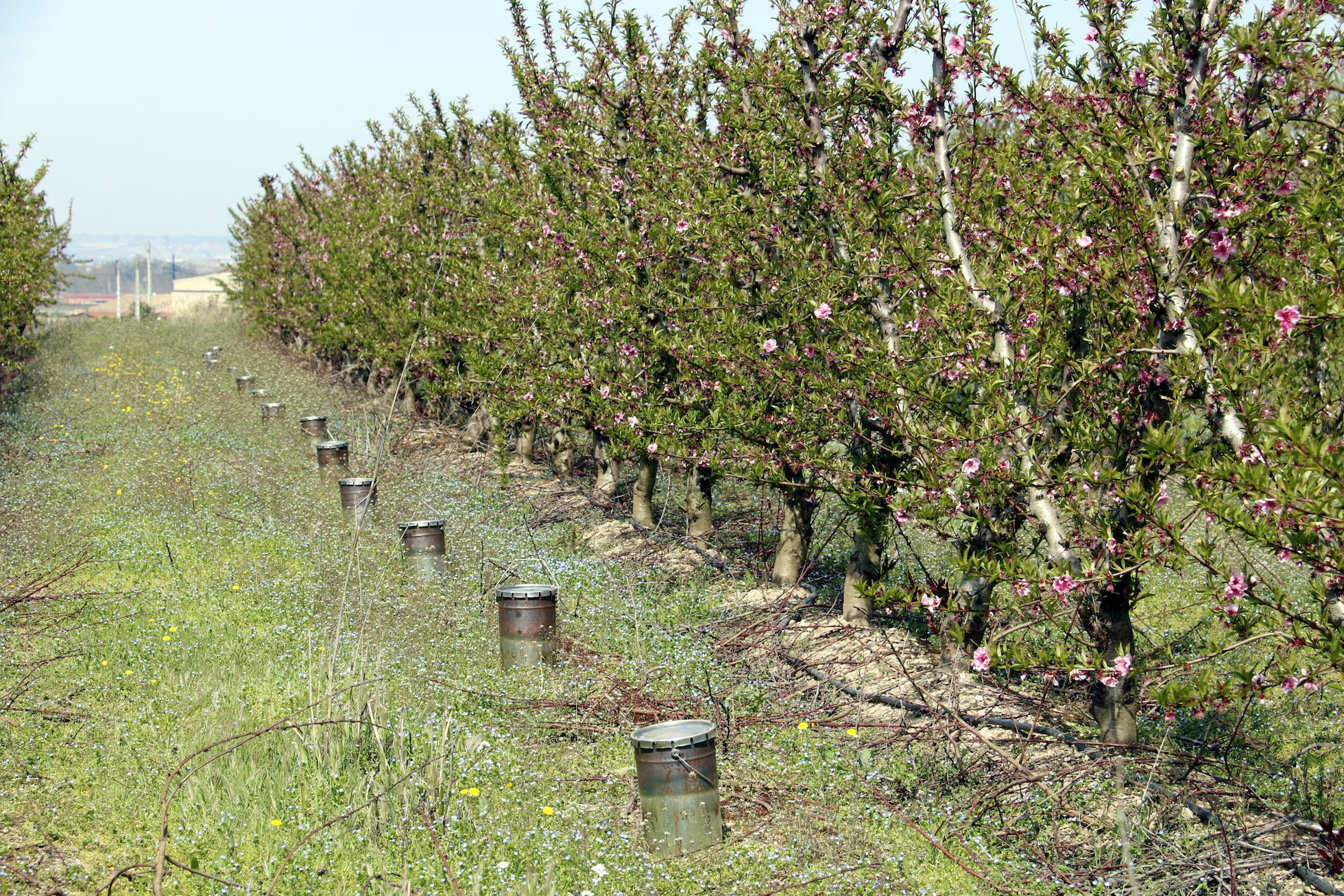 Cremadors per evitar les gelades a fruiters d'Artesa de Lleida | Cedida