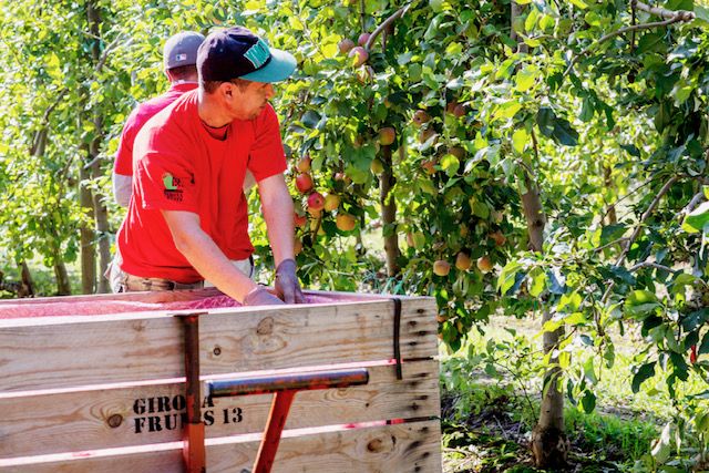 La cooperativa Girona Fruits és proveïdora de Mercadona | Cedida