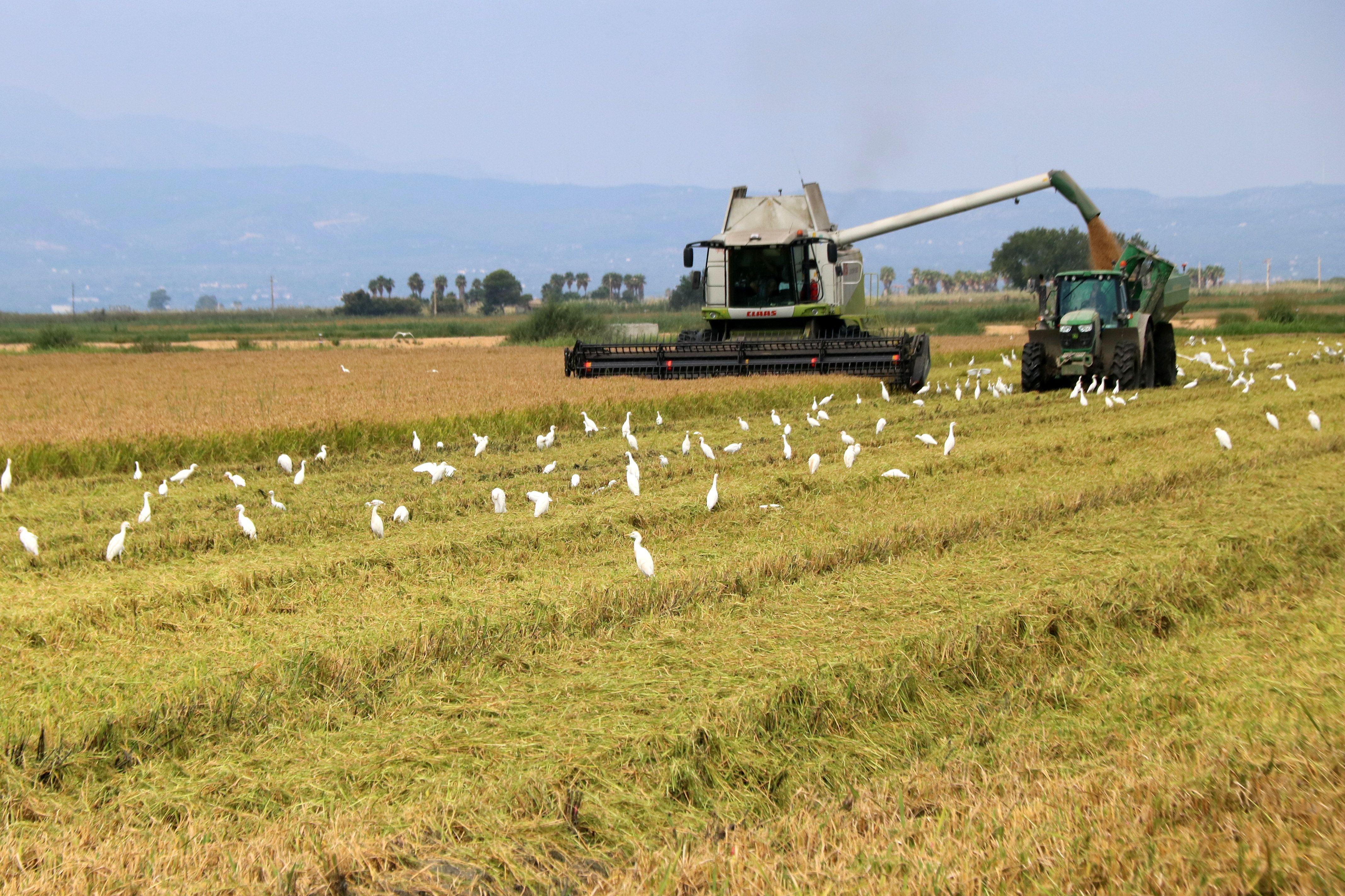 Una recol·lectora descarrega l'arròs segat a un tractor en un camp de Deltebre | Jordi Marsal (ACN)