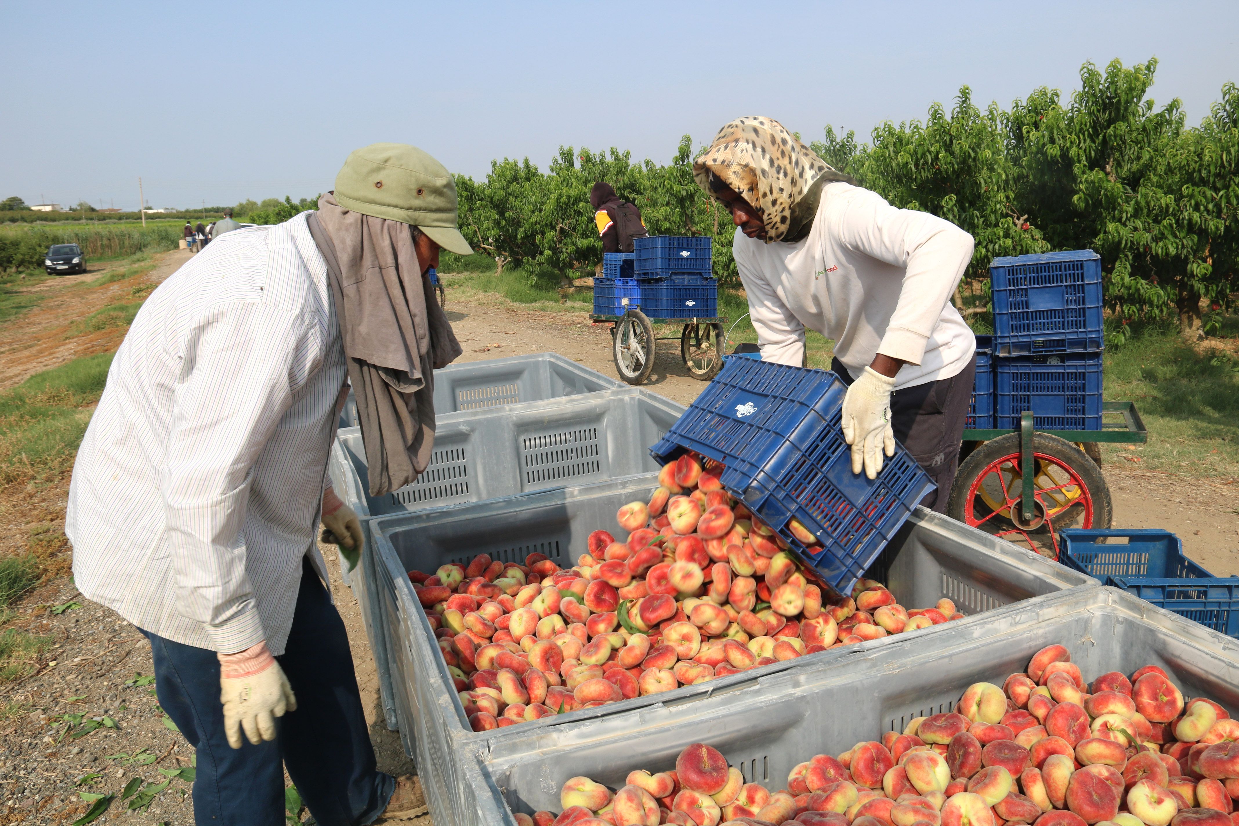 Dos temporers treballant a la campanya de la fruita de pinyol a una finca de Soses | Alba Mor (ACN)