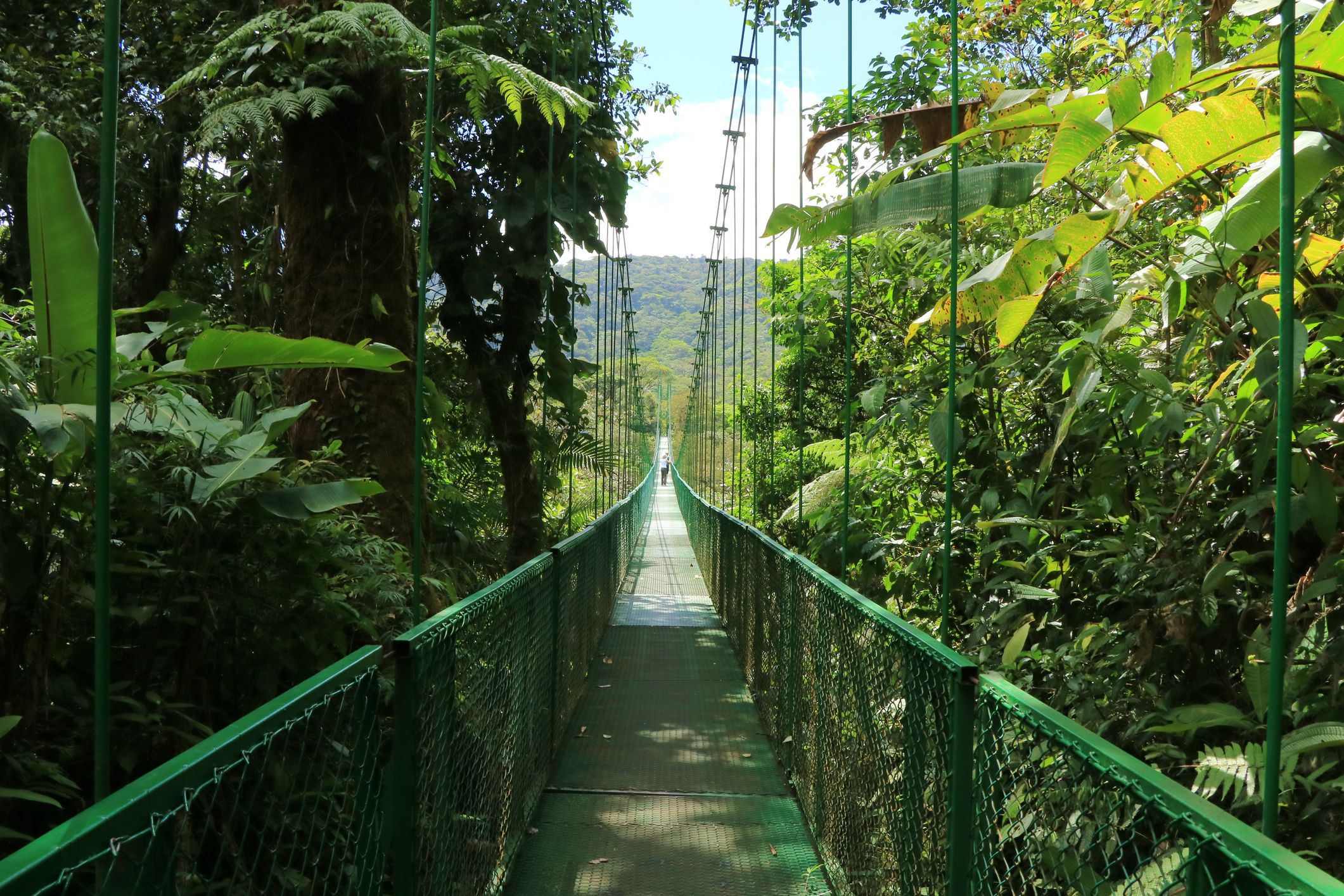 El bosc dels ponts penjants, a Costa Rica | iStock