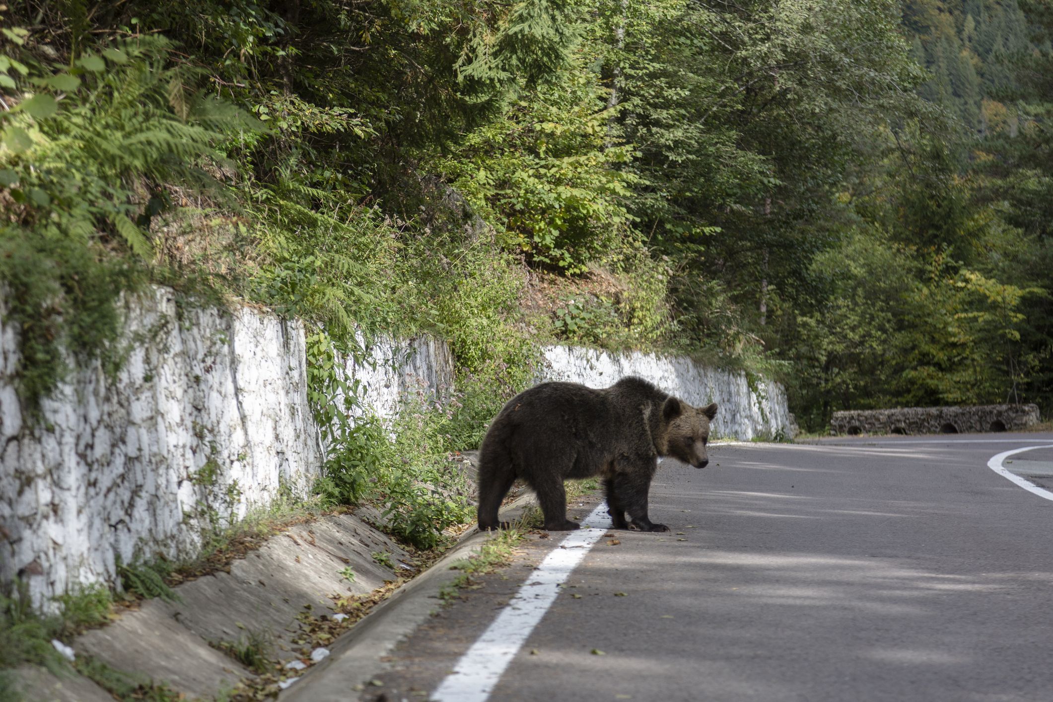 La "carretera dels óssos captaires", a Transfăgărășan, Romania | iStock