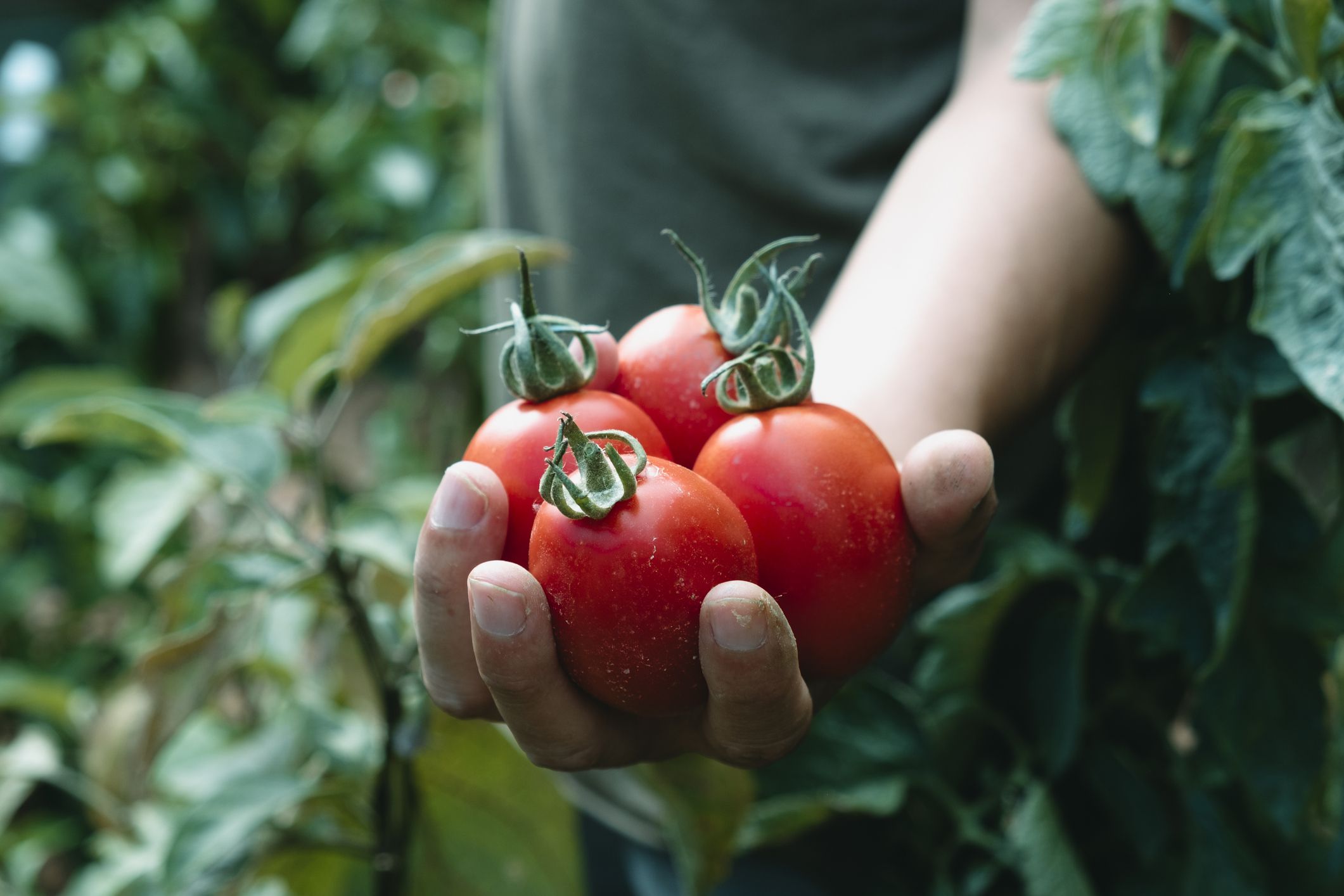 Un pagès sosté dos tomàquets a la mà | iStock Un pagès sosté dos tomàquets a la mà | iStock