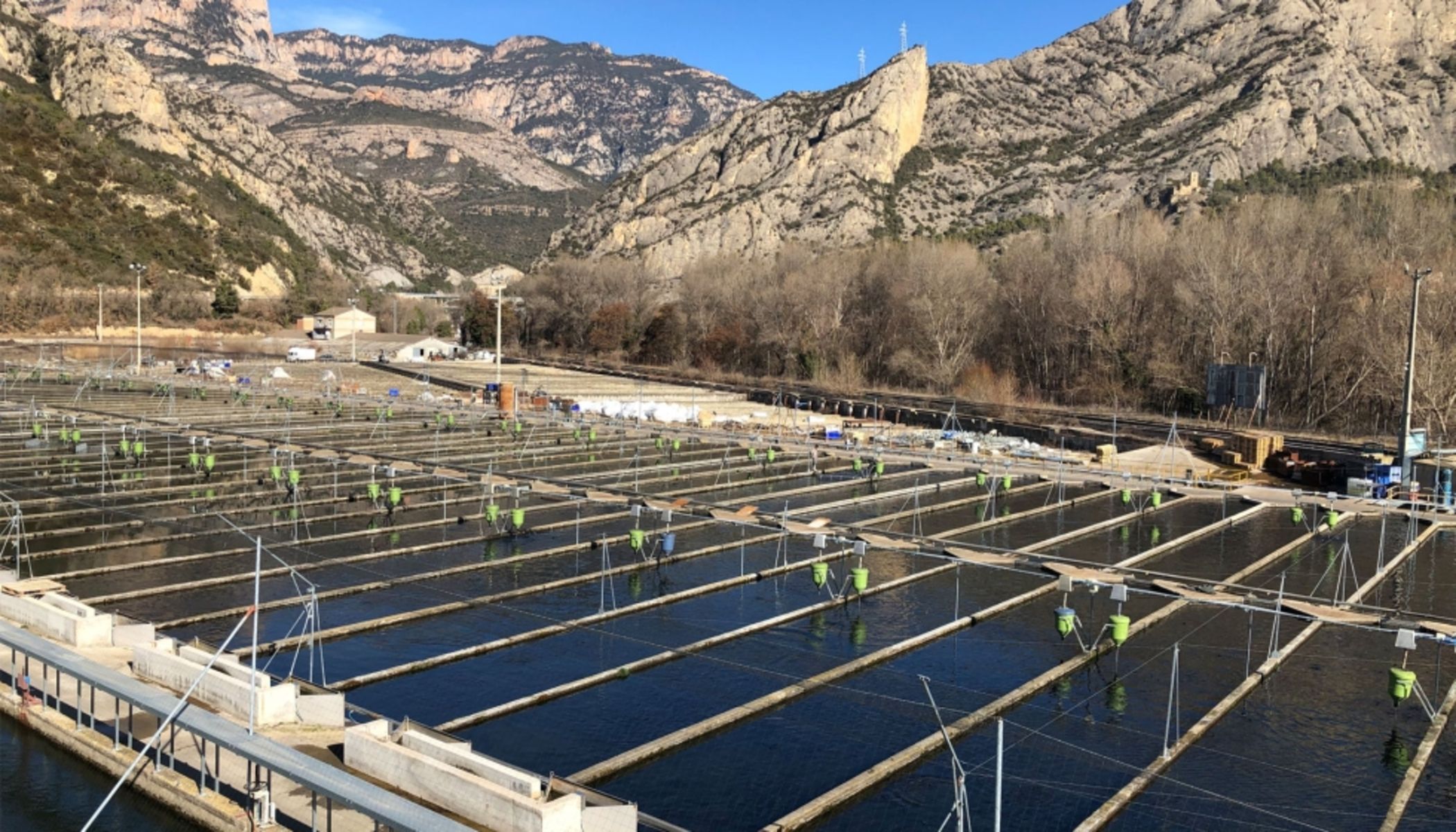 Viveros del Segre s'ha especialitzat en la producció de truita i esturió | Cedida
