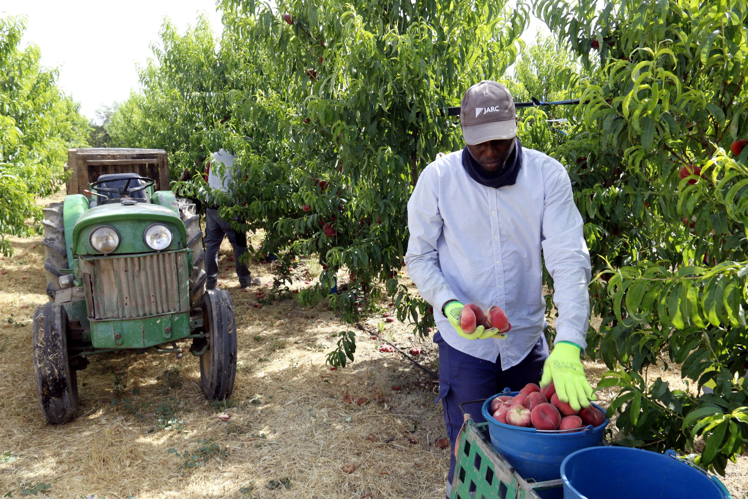 Un treballador vestit amb roba de màniga llarga i gorra cull paraguaians en una finca d'arbres fruiters dels Alamús, al Segrià | Roger Segura (ACN)