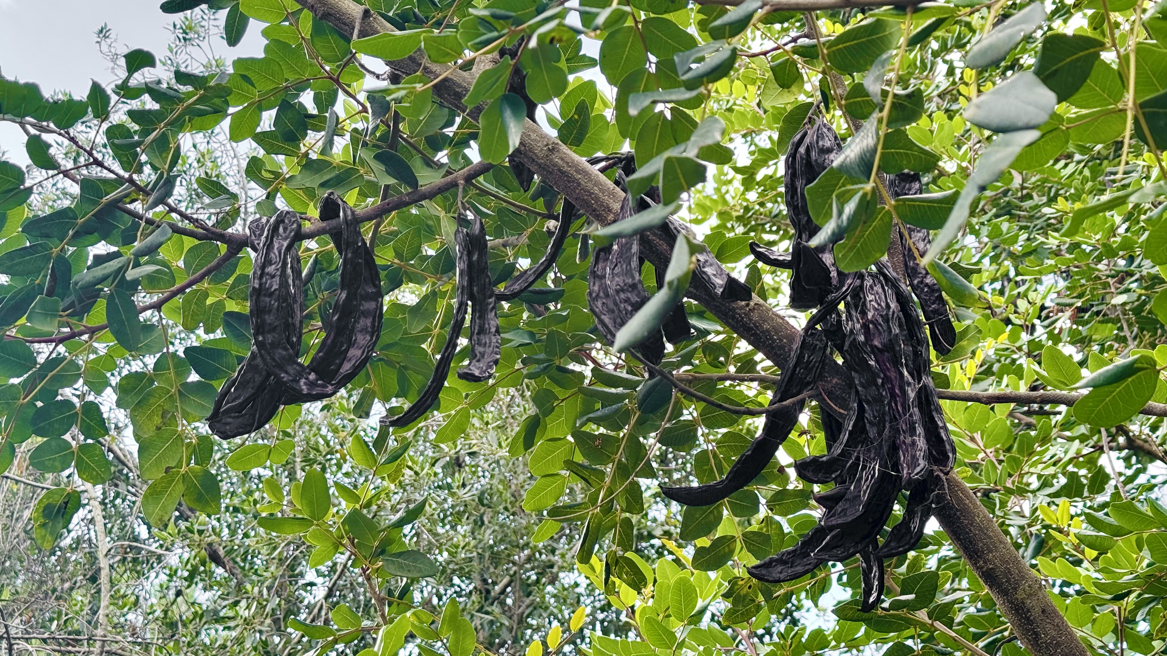 Branca ampla de garrofer amb fulles verdes | iStock Branca ampla de garrofer amb fulles verdes | iStock