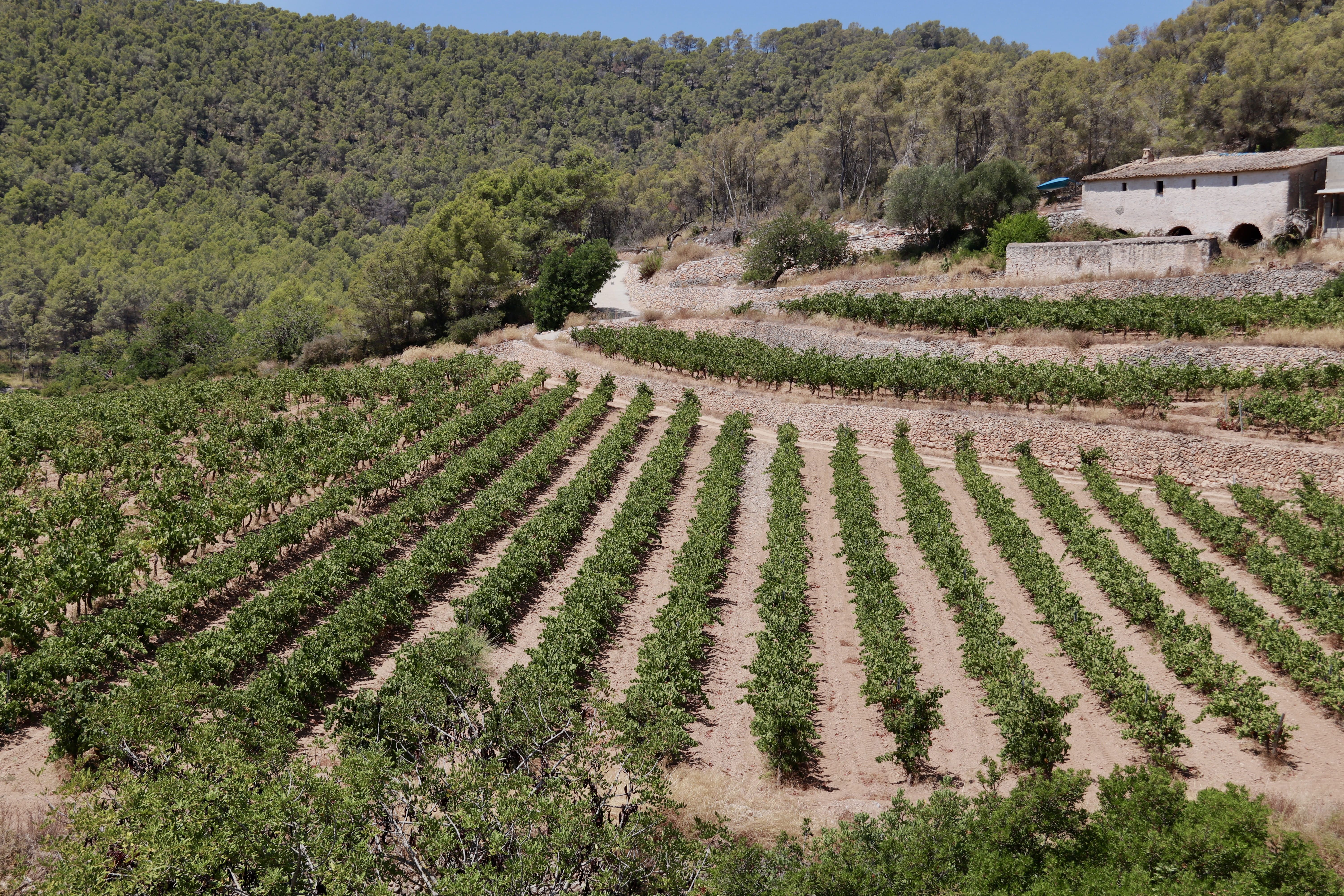 Conreus de vinya a Sant Pere de Ribes | Gemma Sánchez (ACN) Conreus de vinya a Sant Pere de Ribes | Gemma Sánchez (ACN)