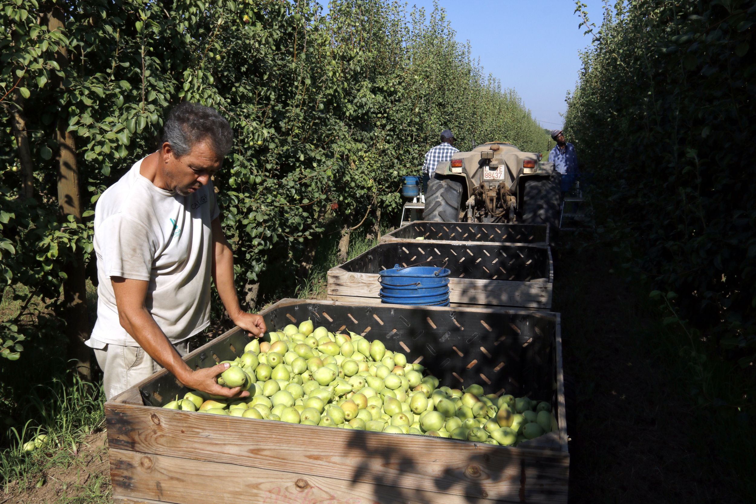 Un pagès tria peres blanquilla acabades de collir a una finca de l'Horta de Lleida | Roger Segura (ACN) Un pagès tria peres blanquilla acabades de collir a una finca de l'Horta de Lleida | Roger Segura (ACN)
