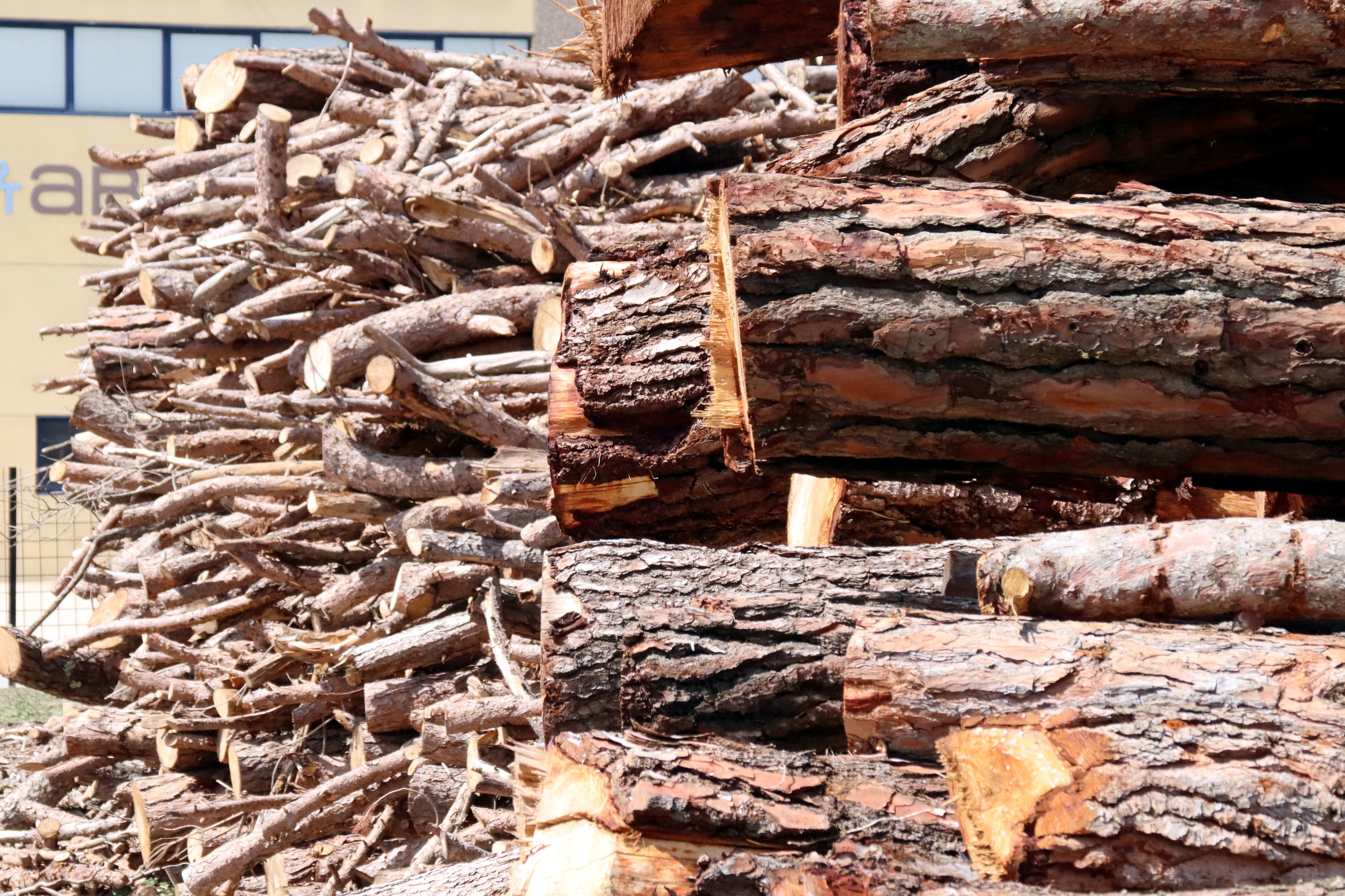 Els troncs apilats de diferents mides es traslladen a la planta que l'Associació Montseny té a Sant Miquel de Balenyà | Laura Busquets / Nia Escolà / Mar Martí / Lourdes Casademont (ACN)
