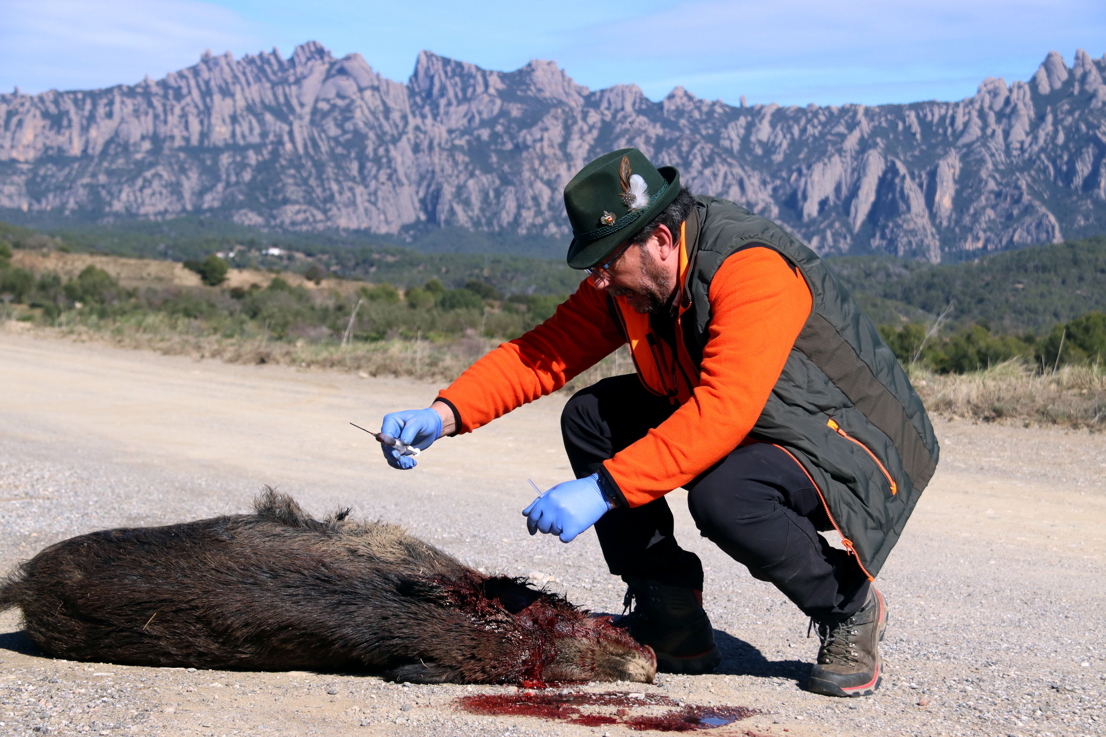 Un caçador voluntari extreu una mostra de sang d'un porc senglar abatut per la PPA amb Montserrat de fons | Gerard Escaich Folch (ACN)