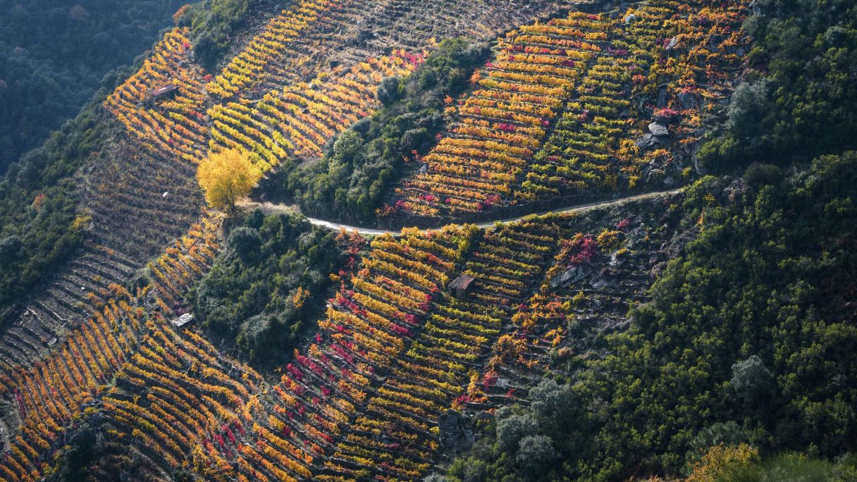 Intensos colors de tardor a les vinyes als vessants sobre el riu Sil | Luis Vilanova (iStock) Intensos colors de tardor a les vinyes als vessants sobre el riu Sil | Luis Vilanova (iStock)