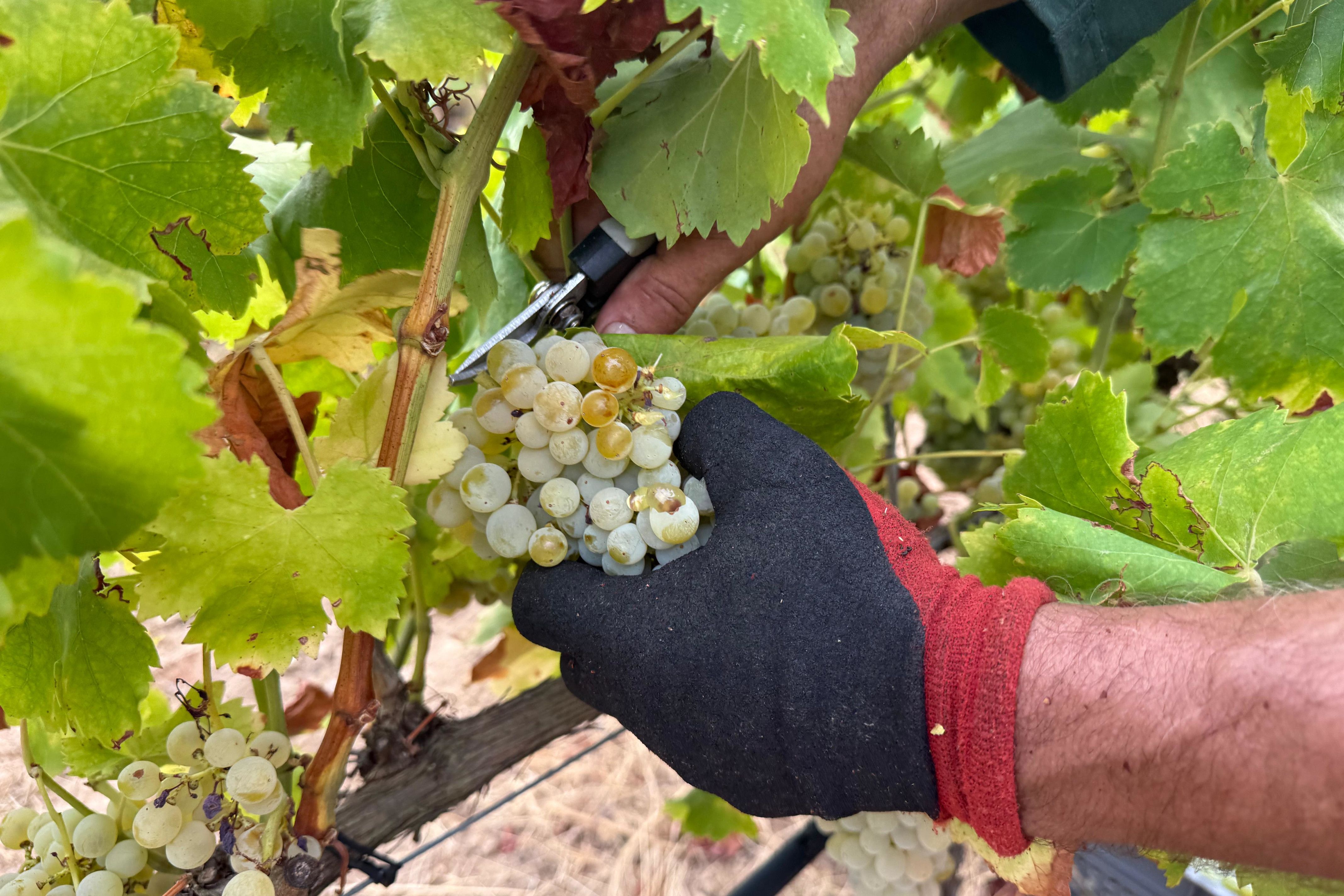 Un treballador de la verema recollint en un celler de Sant Climent Sescebes | Gerard Vilà (ACN)
