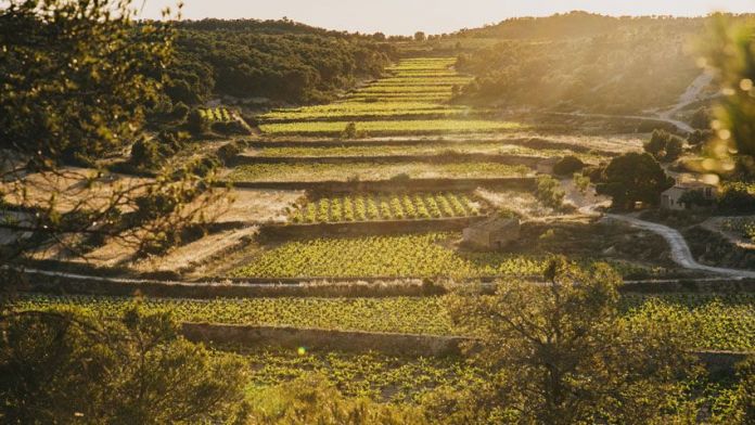 Vinyes Lafou Celler, de la família Roqueta | Cedida