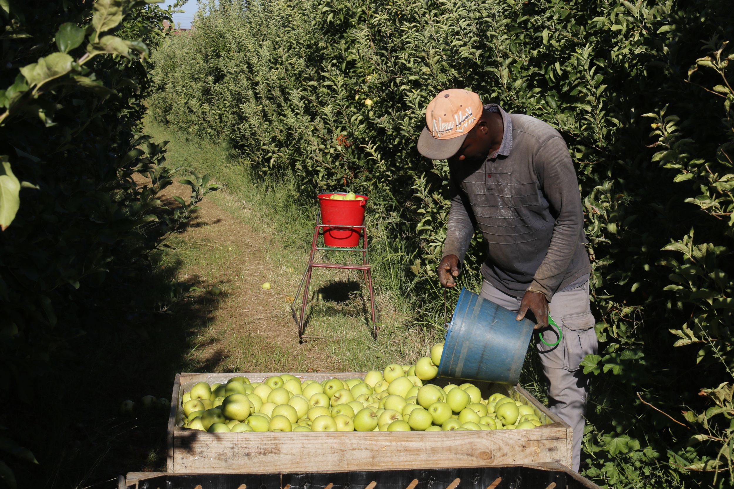 Un treballador agrícola aboca al palot poma Golden acabada de collir en una finca de l'Horta de Lleida| Roger Segura (ACN)
