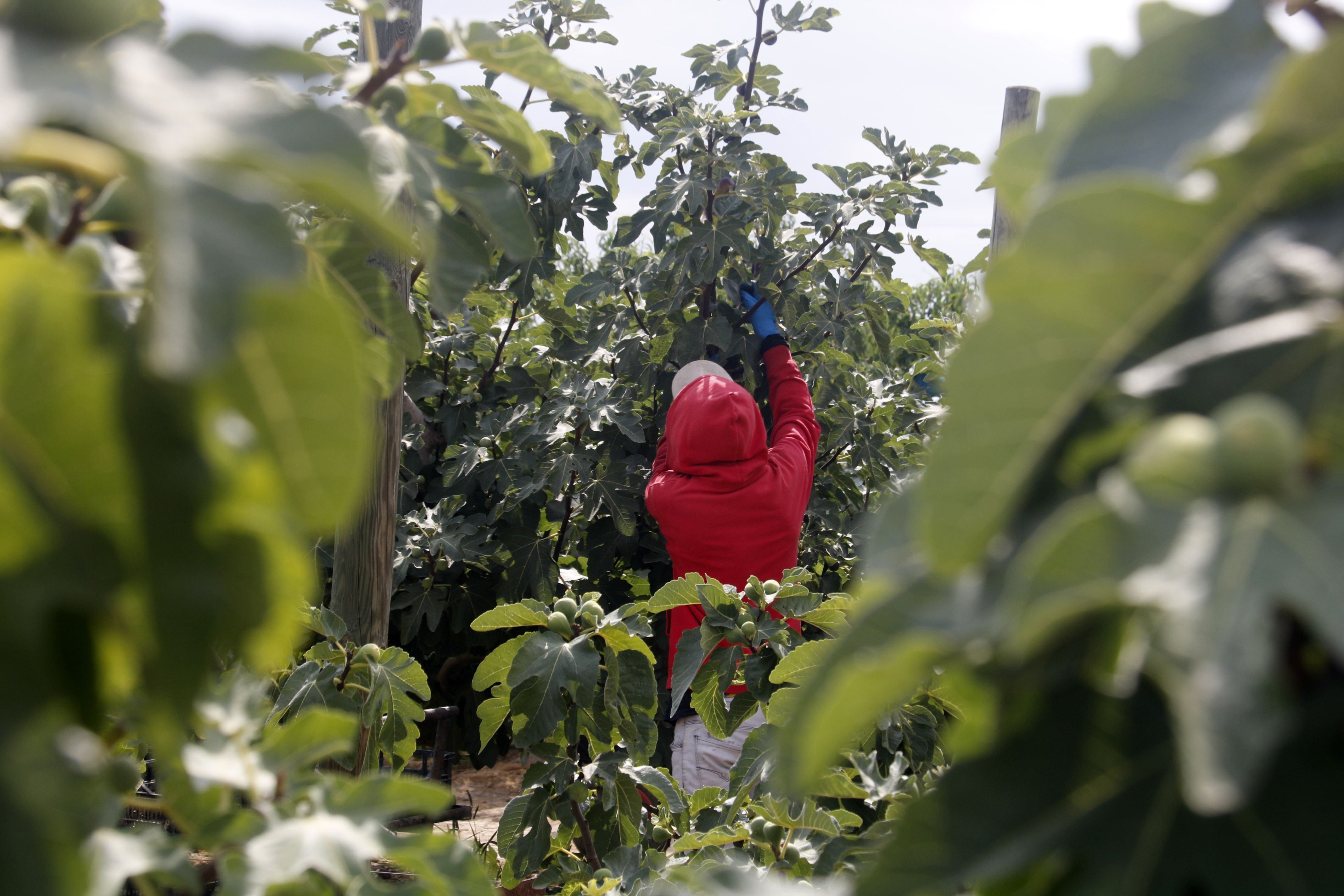 Un treballador cull figues en una finca d'Alguaire | Anna Berga (ACN)