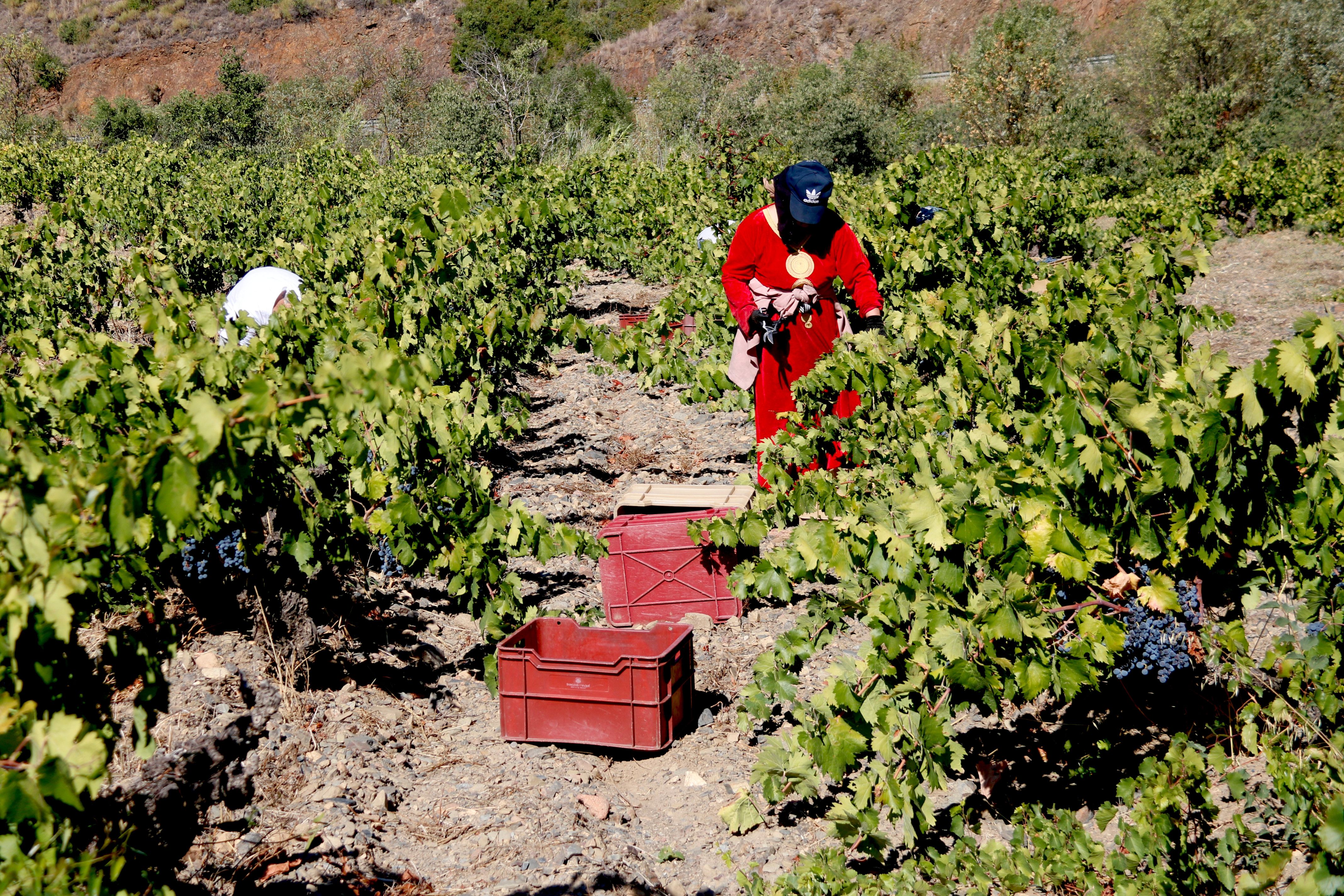 Un grup de treballadors fent la verema a Porrera (Priorat), a setembre de 2026 | Arnau Martínez Teruel (ACN)