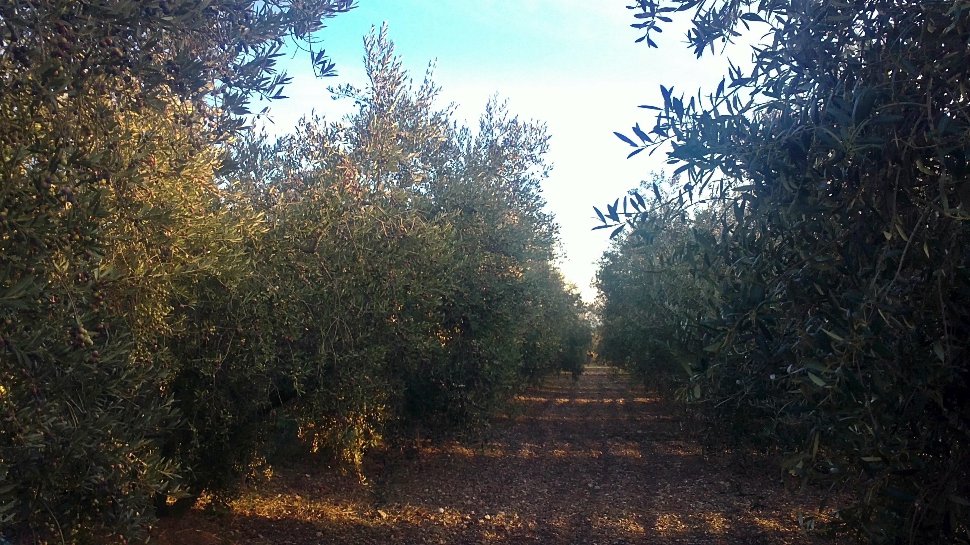 Camp d'oliveres