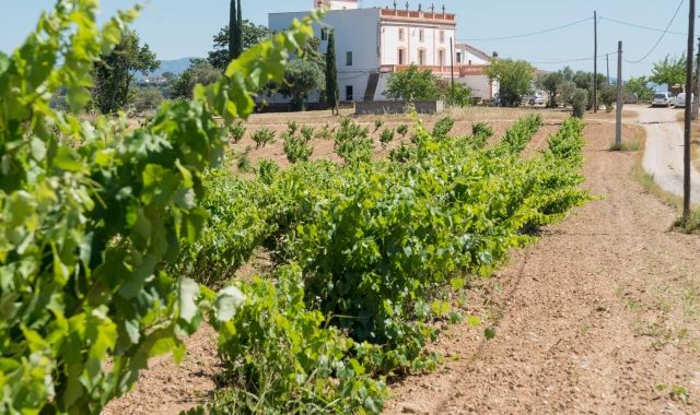 Les vinyes dels terrenys on Grup Ametller Origen té planejat l'Agroparc | ACN