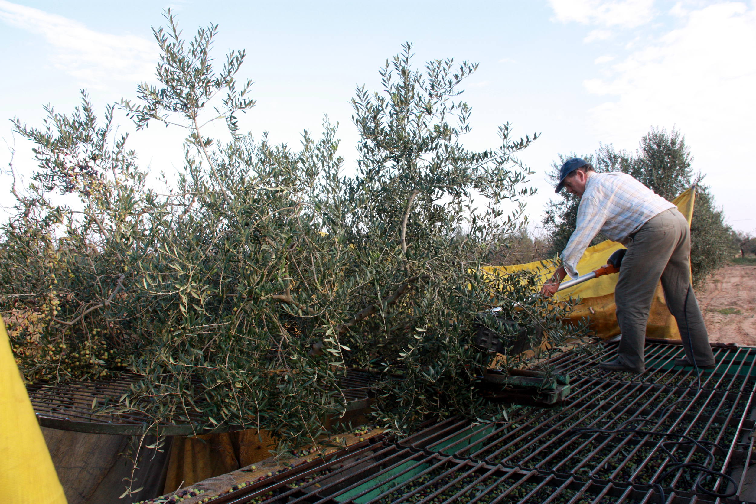 Un pagès collint olives a la seva finca de Maials