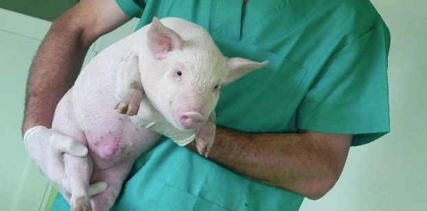 Un 'minipig' de Specific Pig Un 'minipig' de Specific Pig