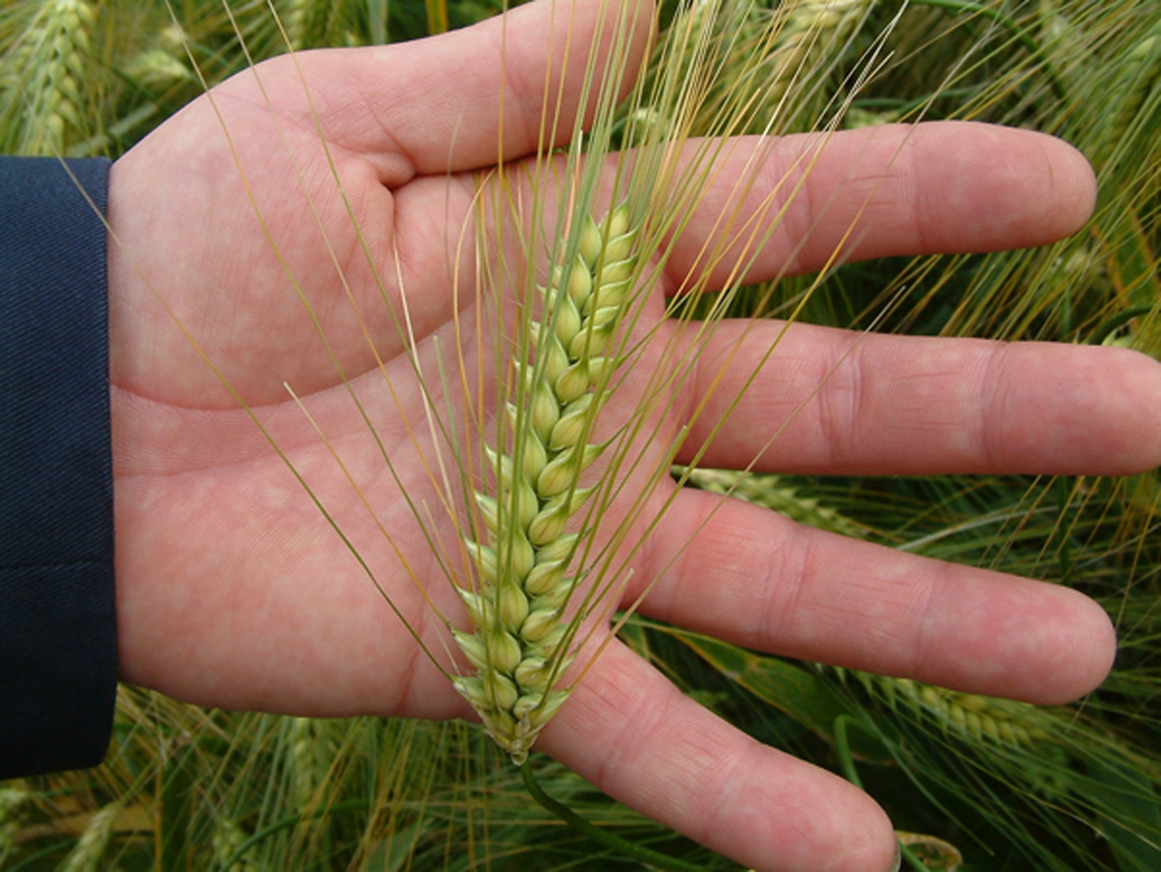 L'ordi de Syngenta és més resistent a les plagues i produeix més grans del cereal L'ordi de Syngenta és més resistent a les plagues i produeix més grans del cereal