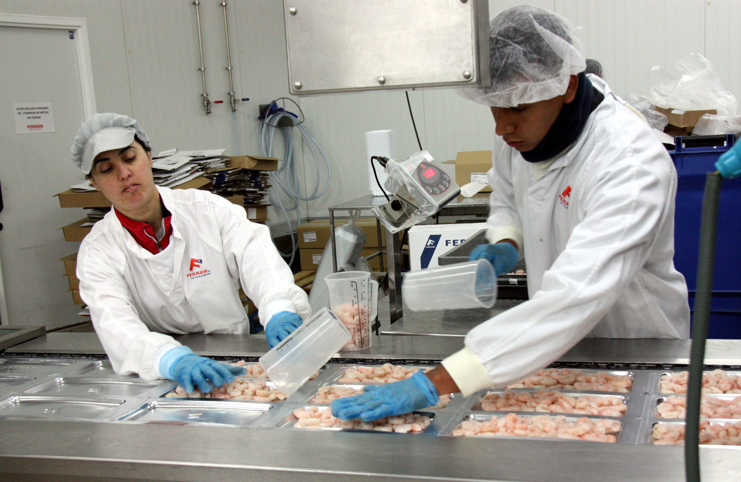 Dos treballadors de Ferrer s'encarreguen d'empaquetar gambes congelades en formats ja pensats per la distribució al detall