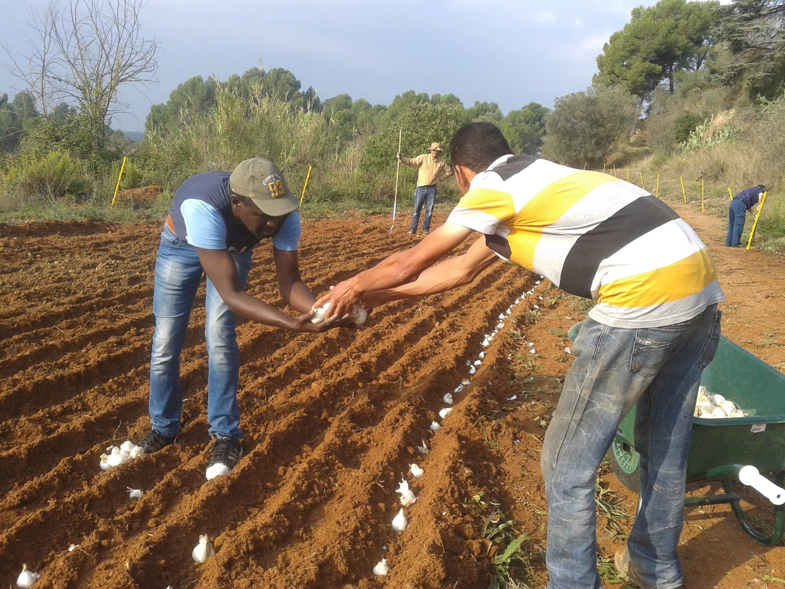 Usuaris d'APASOMI treballant en els horts que es gestionen a Terrassa
